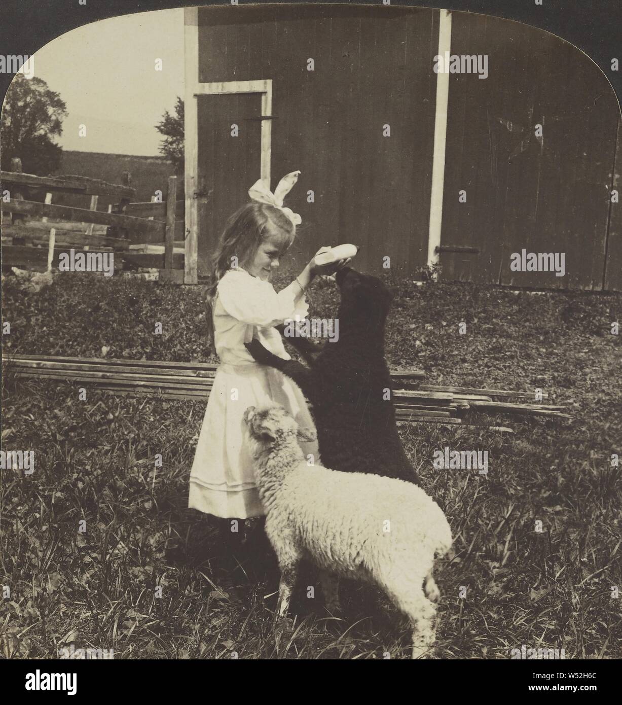 Die schwarzen Schafe erhält ersten zugeführt., Hawley C. White Company 1907, Silbergelatineabzug Stockfoto