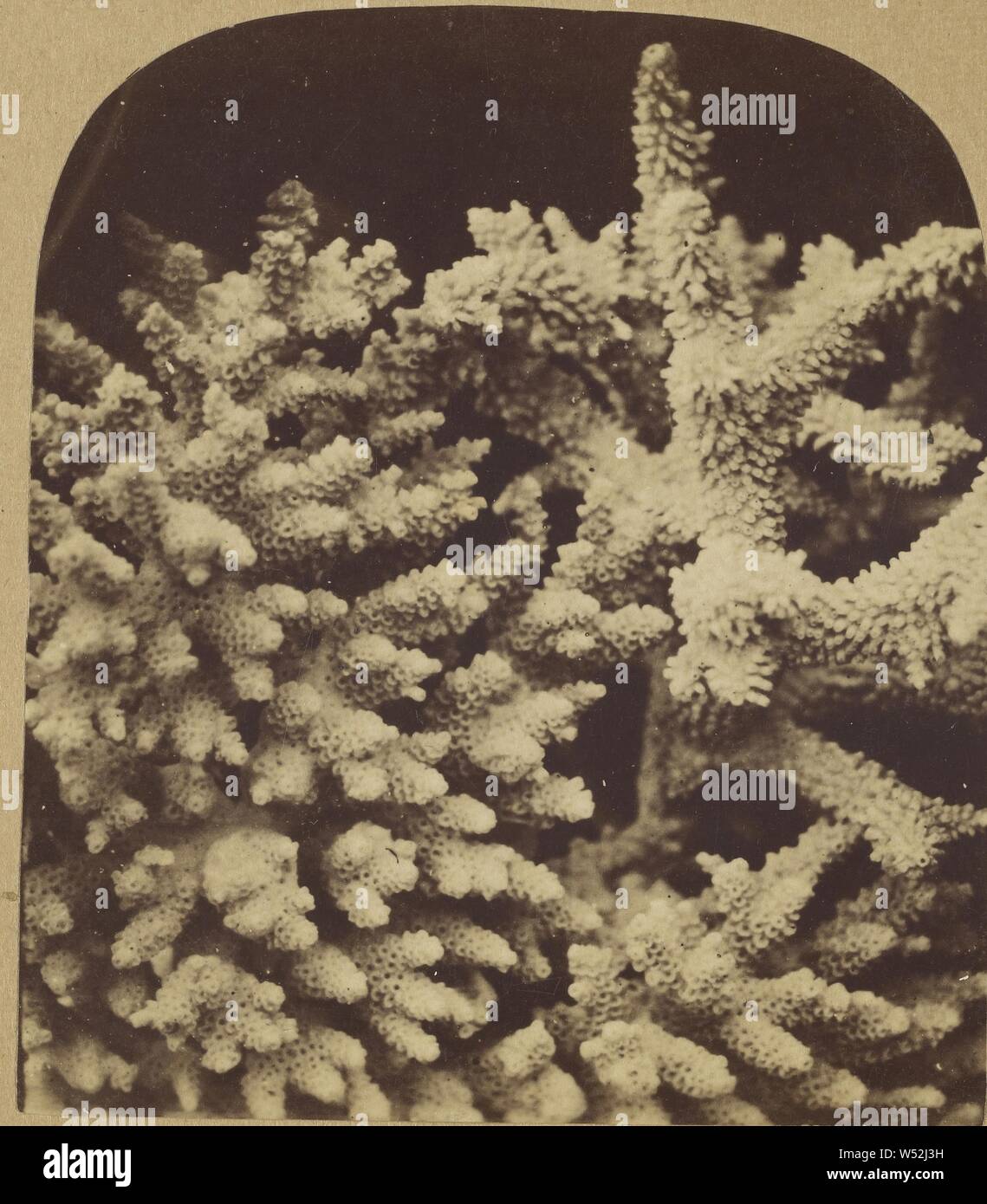 Coral, Unbekannt, ca. 1865, Eiweiß silber Drucken Stockfoto