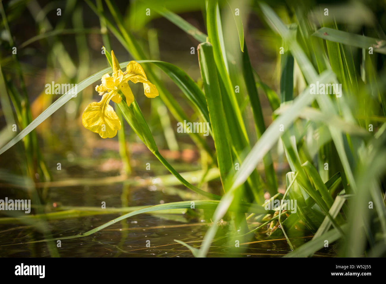 Iris pseudacorus oder gelbe Iris, Brucher Talsperre, Deutschland Stockfoto