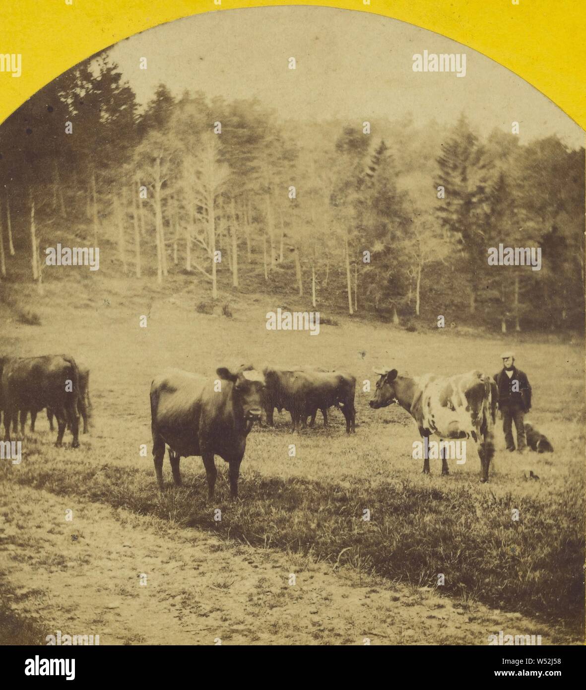 Die Wiese., Unbekannt, ca. 1865, Eiweiß silber Drucken Stockfoto