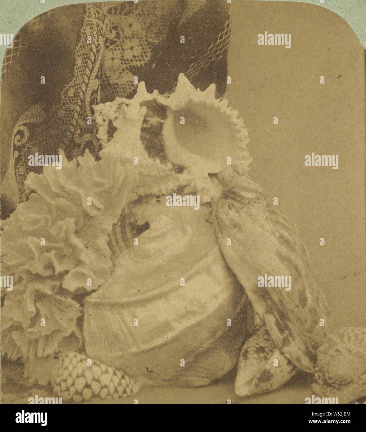 Schalen, Unbekannt, ca. 1865, Eiweiß silber Drucken Stockfoto
