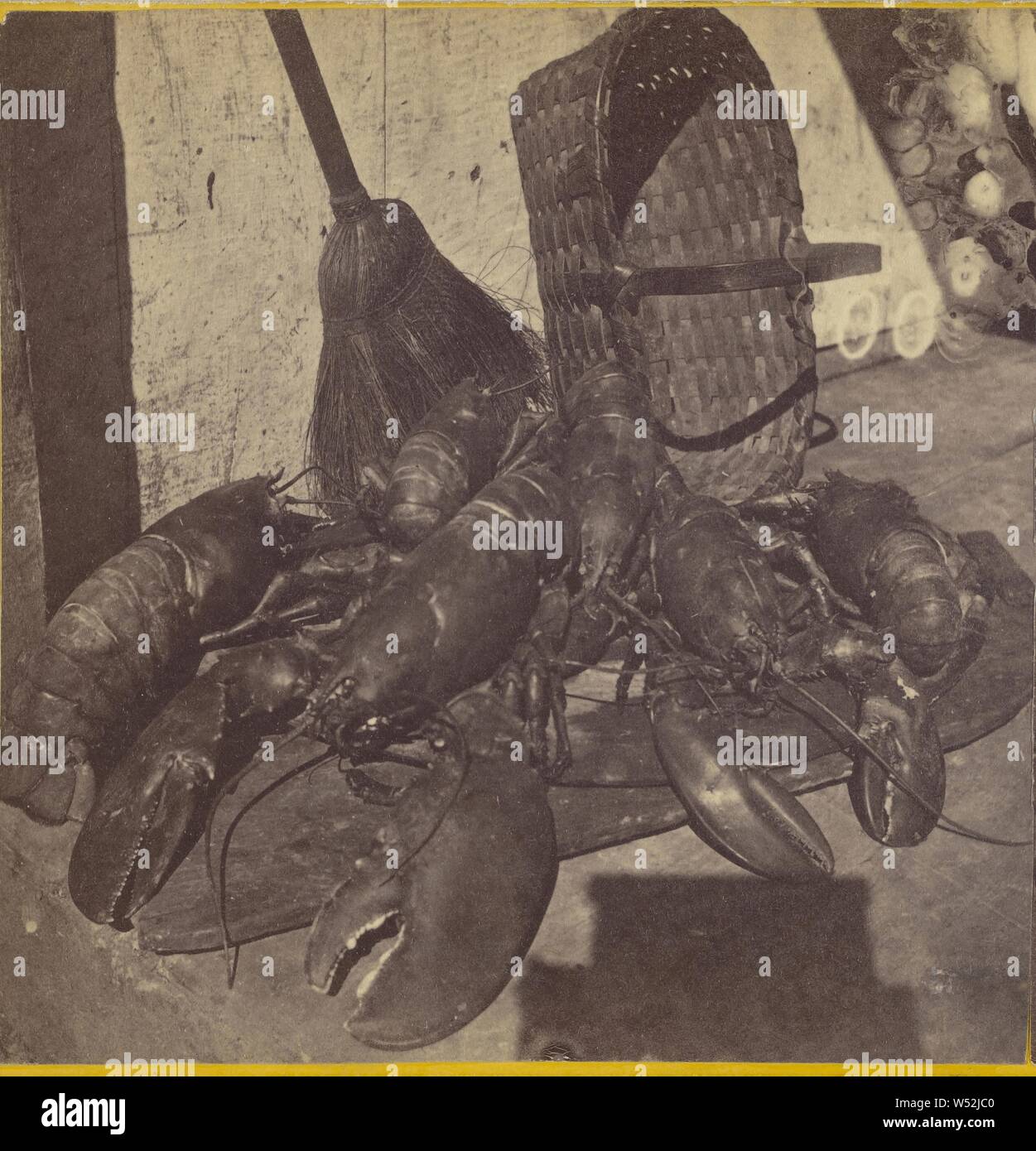 Hummer, Unbekannt, ca. 1865, Eiweiß silber Drucken Stockfoto