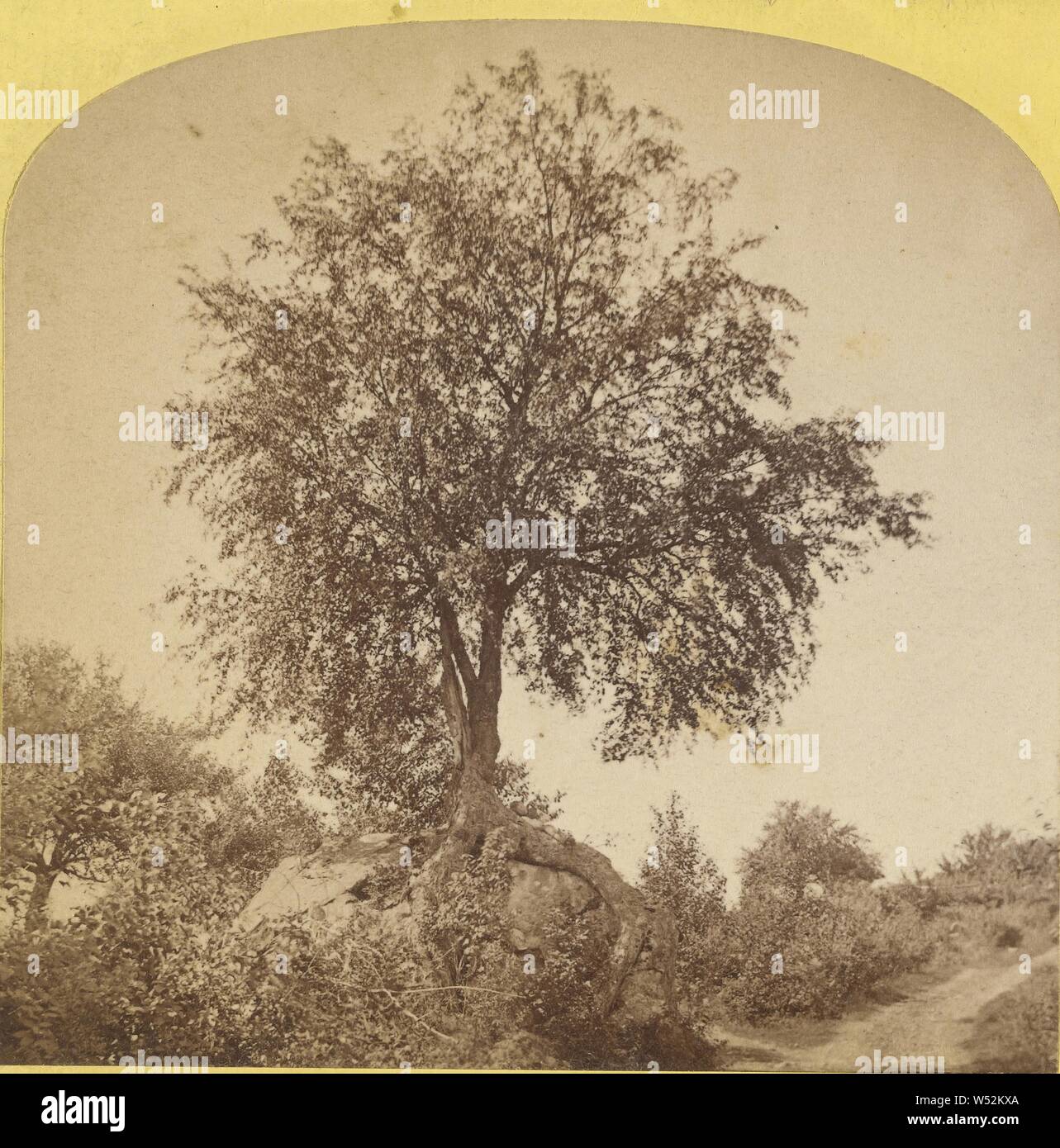 Baum, Unbekannt, ca. 1870, Eiweiß silber Drucken Stockfoto