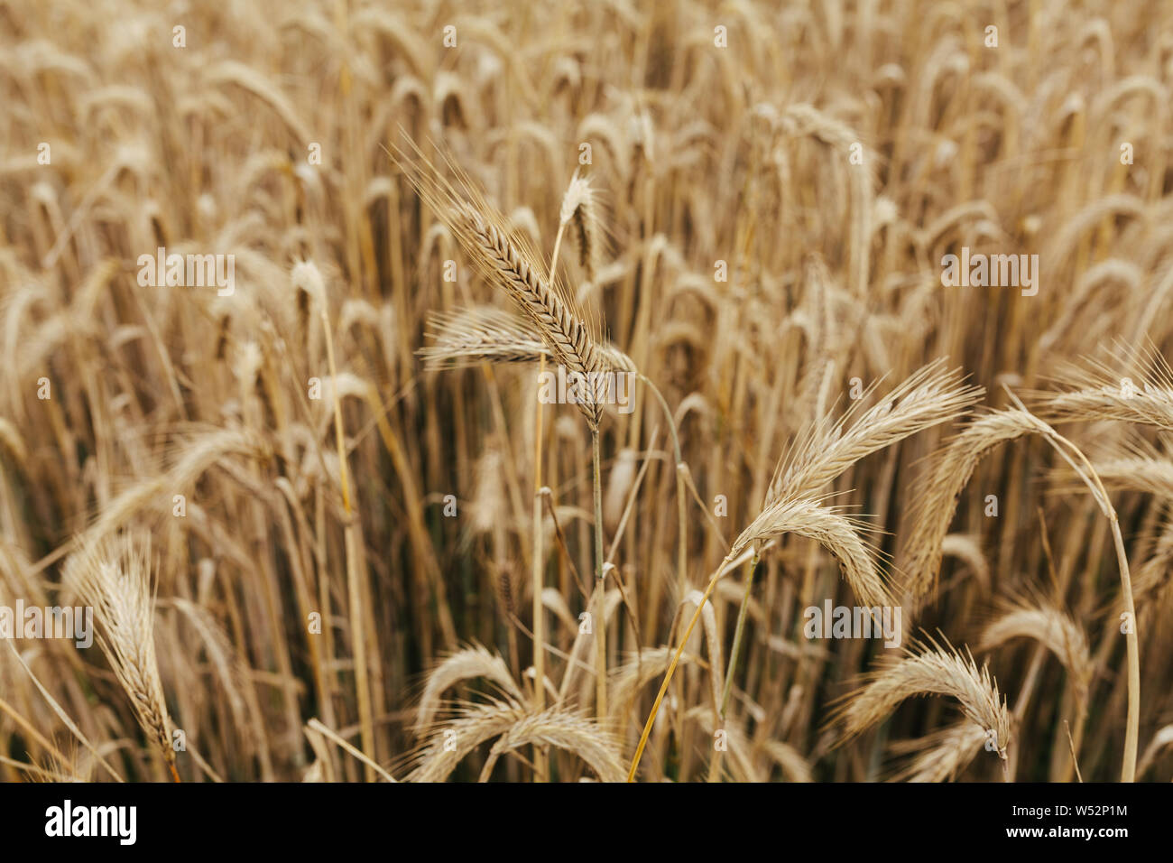 Weizenfeld Textur Hintergrund Getreideernte Stockfoto