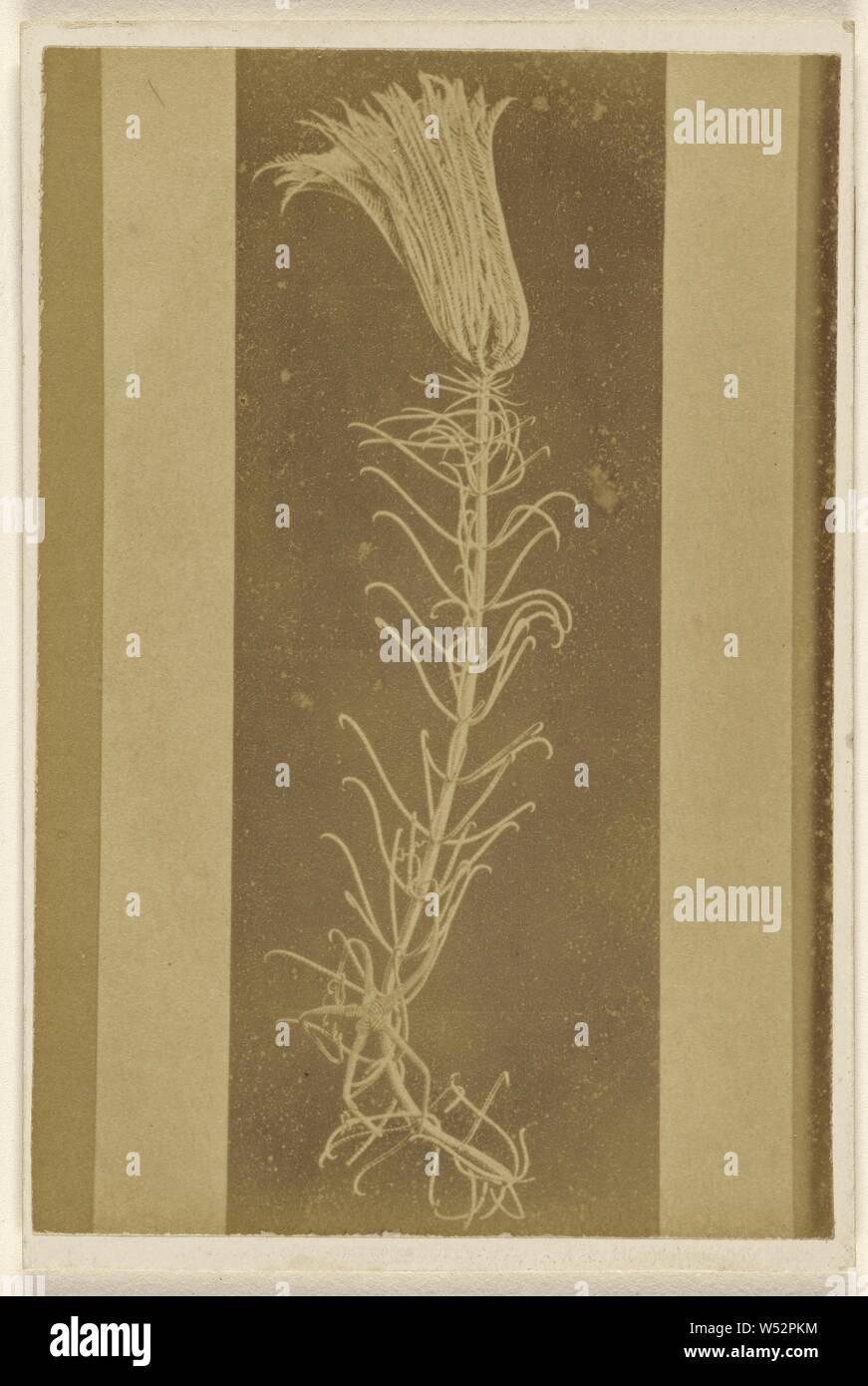 Pentacrinus Caput Medusae (stark reduziert) Atlantic Ausbaggern., William Hart (Briten, aktive Birmingham, England 1860), 1865-1870, Eiweiß silber Drucken Stockfoto