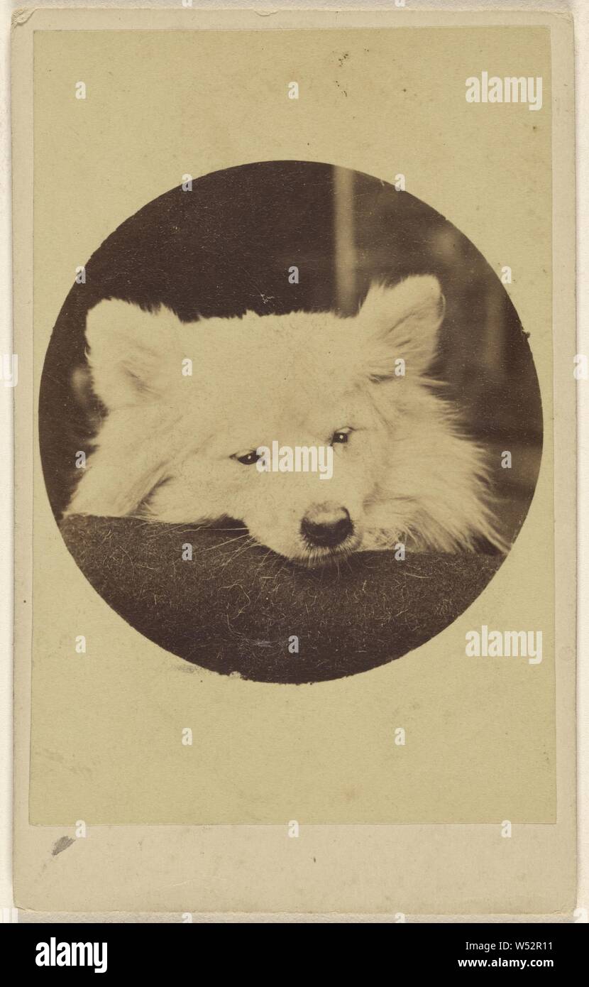 Weißer Hund mit dem Kinn auf ein Kissen, Unbekannt, 1865-1875, Eiweiß silber Drucken Stockfoto