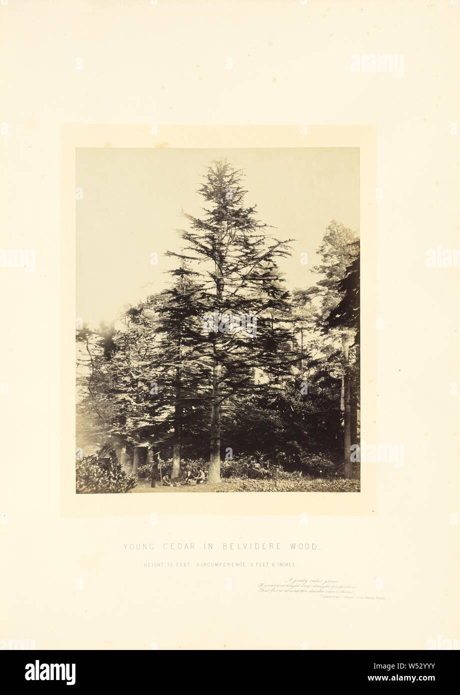Junge Zeder in Belvidere Holz, James Sinclair, vierzehnten Earl von Caithness (British, 1821-1881), William Bambridge (British, 1819 - 1879), London, England, 1864, Eiweiß Silber drucken, 28,8 × 23,8 cm (11 5/16 x 9 3/8 in Stockfoto