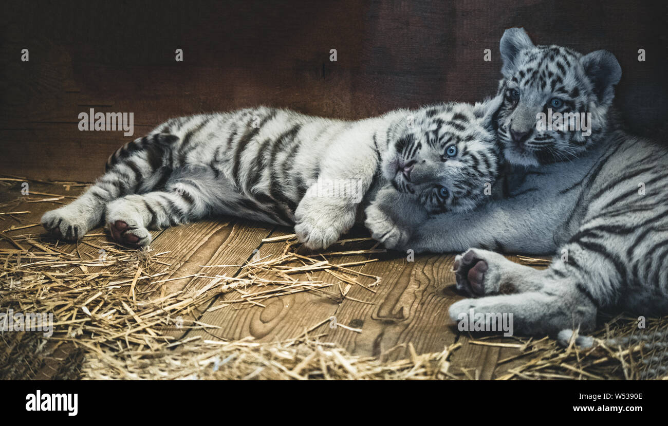 Siberian Tiger Baby Stockfotos Und Bilder Kaufen Alamy