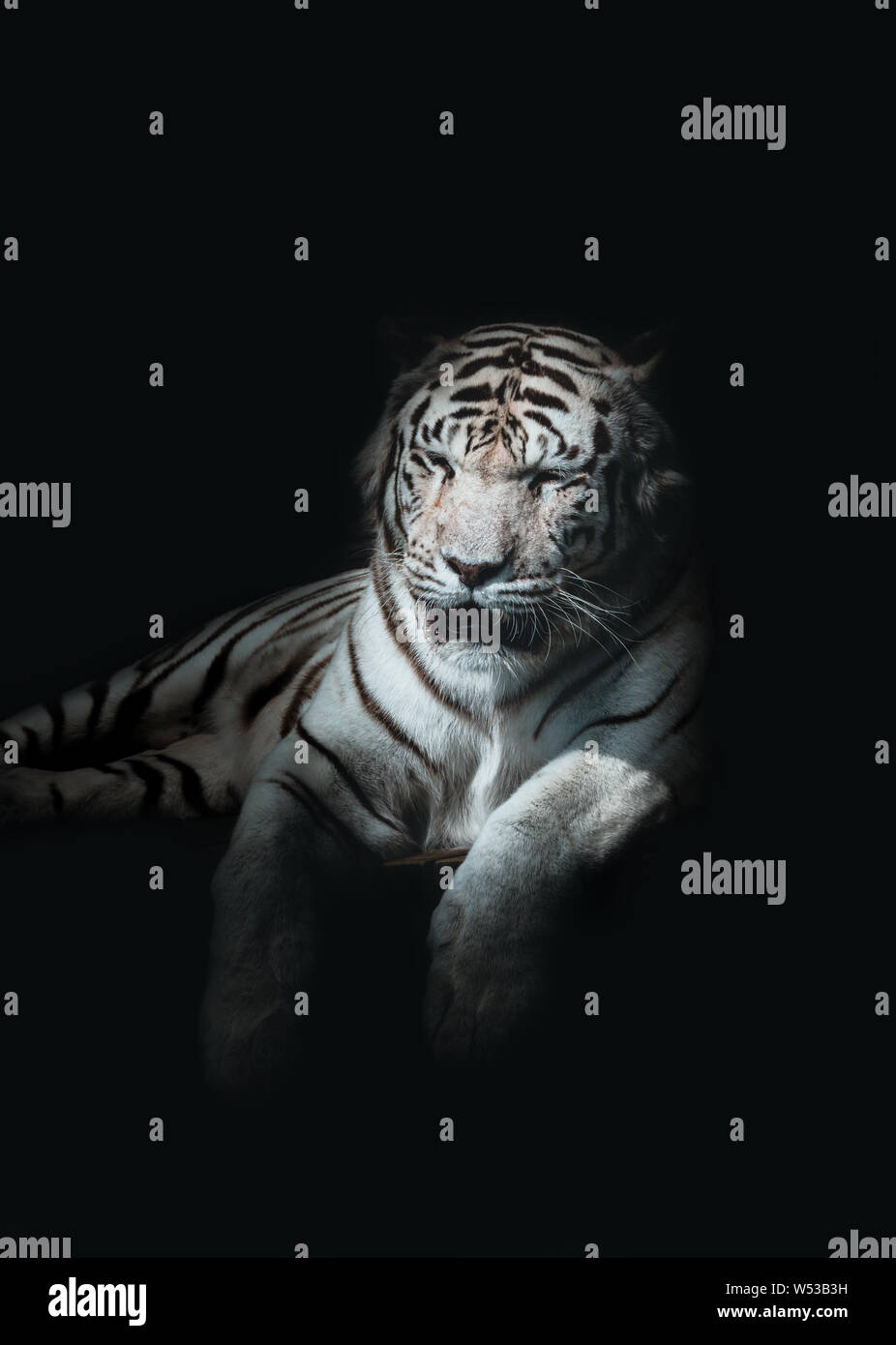 Weißen Könige Tiger Portrait auf schwarzem Hintergrund Stockfoto