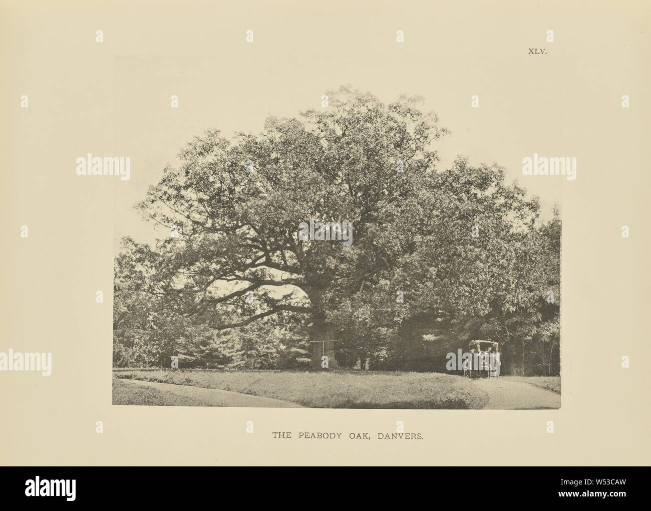 Die Peabody Eiche, Danvers, Henry Brooks (American, Born 1857), Boston, Massachusetts, USA, 1890, Photogravüre, 17,4 × 22,3 cm (6 7/8 x 8 3/4 in Stockfoto