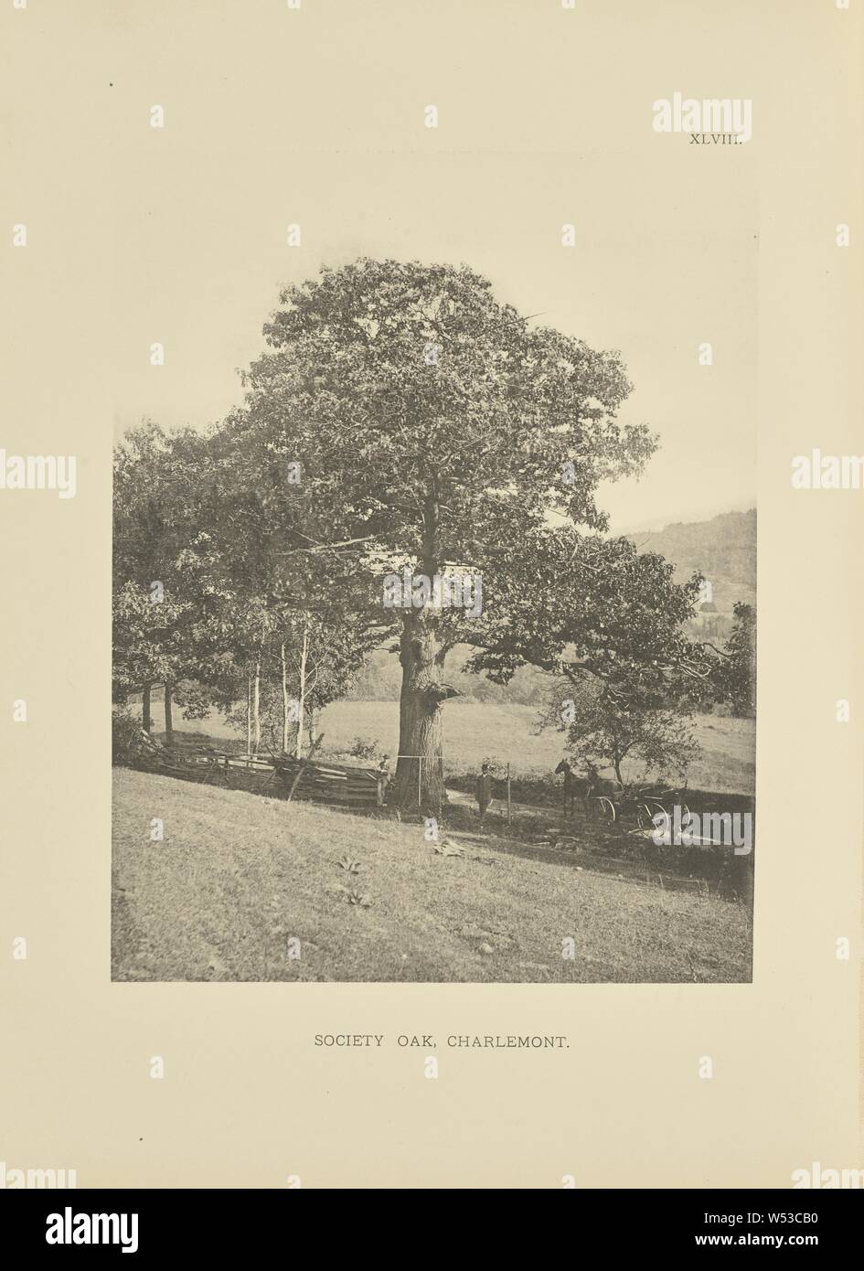 Gesellschaft Eiche, Charlemont, Henry Brooks (American, Born 1857), Boston, Massachusetts, USA, 1890, Photogravüre, 22,4 × 17,3 cm (8 13/16 × 6 13/16-in Stockfoto