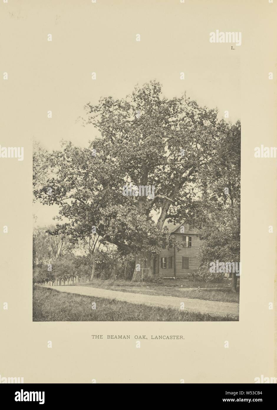 Die beaman Eiche, Lancaster, Henry Brooks (American, Born 1857), Boston, Massachusetts, USA, 1890, Photogravüre, 22,3 × 17,4 cm (8 3/4 x 6 7/8 in Stockfoto