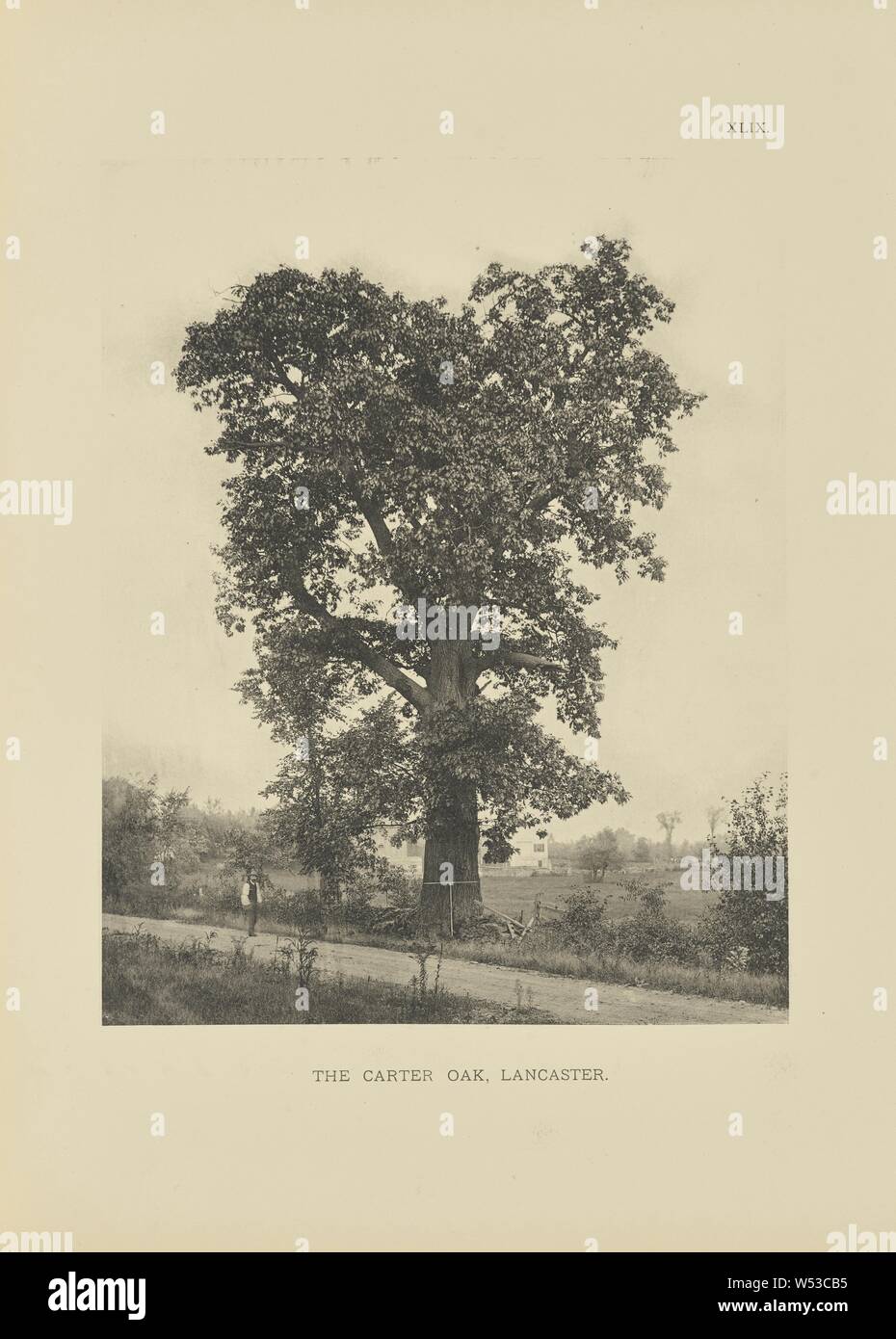 Der Carter Eiche, Lancaster, Henry Brooks (American, Born 1857), Boston, Massachusetts, USA, 1890, Photogravüre, 22,4 × 17,7 cm (8 13/16 × 6 15/16 in Stockfoto