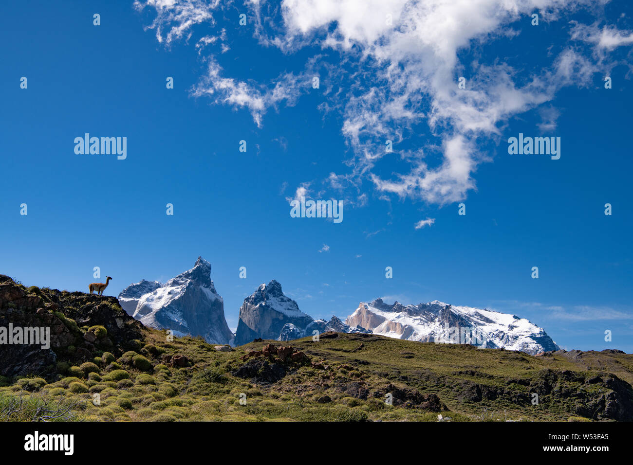 Wildes Guanaco mit Silhouette vor blauem Himmel und Berggipfeln Patagonien, Chile Stockfoto