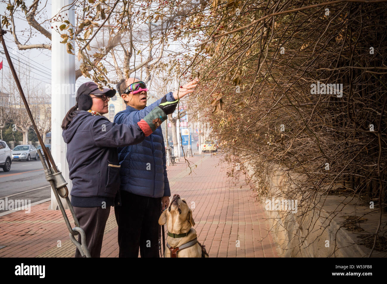 Chinesischen Führer Hundetrainer Wang Xin, die mit einem Doktorat in Psychologie an einer Universität in Japan studiert, beauftragt eine blinde Person mit dem zu Fuß Stockfoto