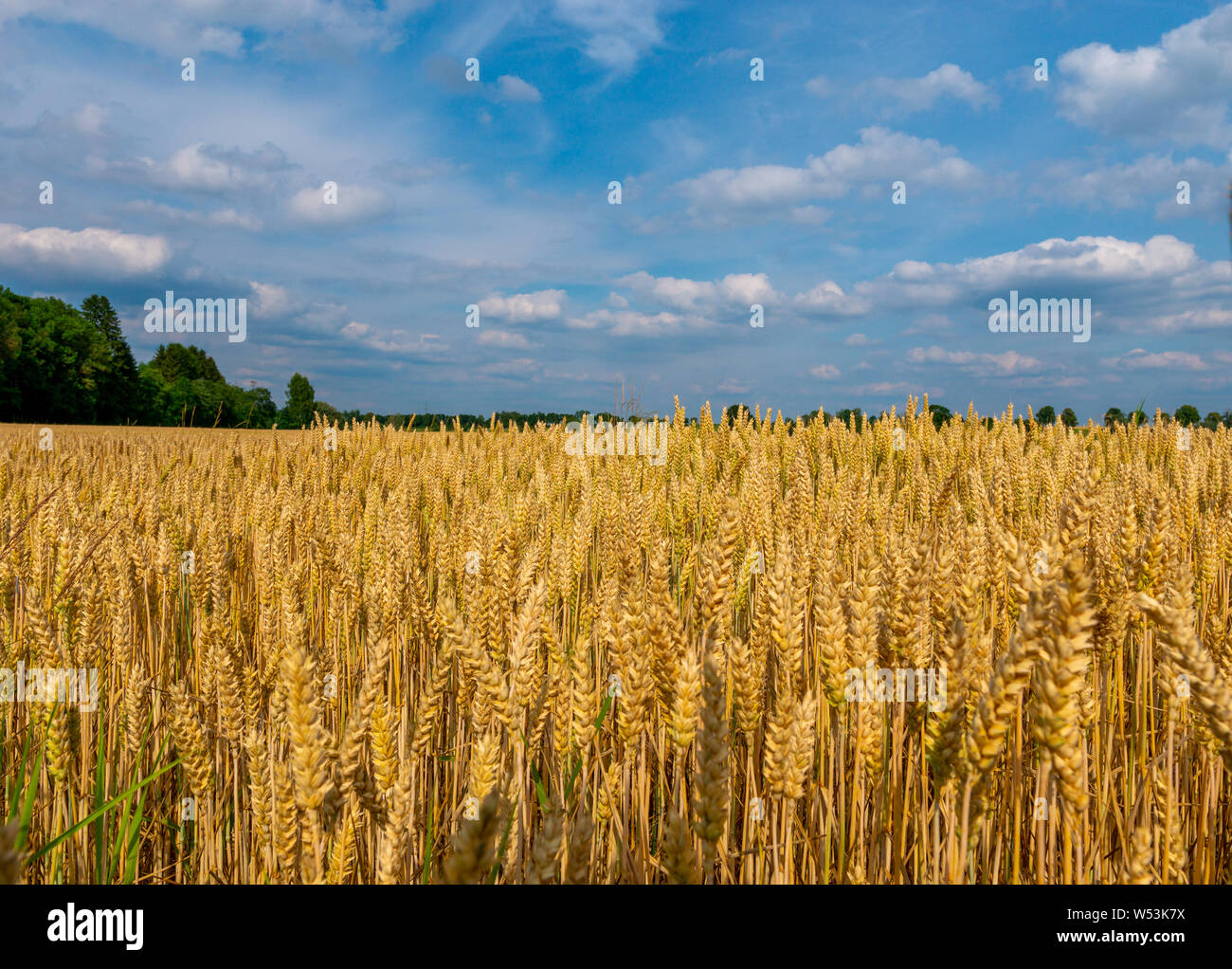 Schließen Sie herauf Bild der gelben cornfeld vor der Ernte, Seitenansicht Stockfoto