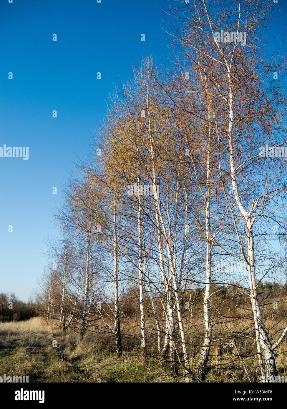 Betula pendula, weiße Birken in Polen Stockfoto