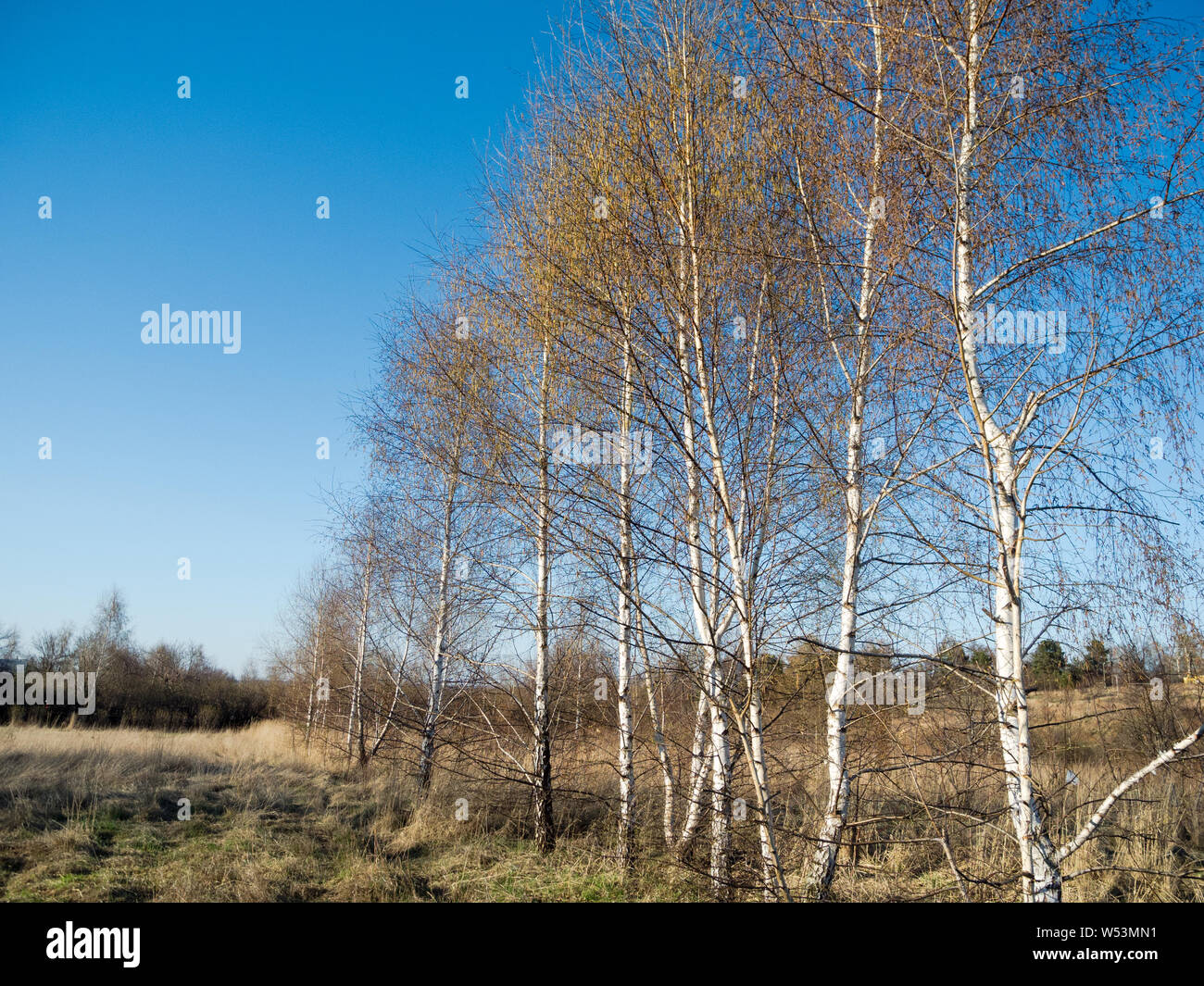 Betula pendula, weiße Birken in Polen Stockfoto