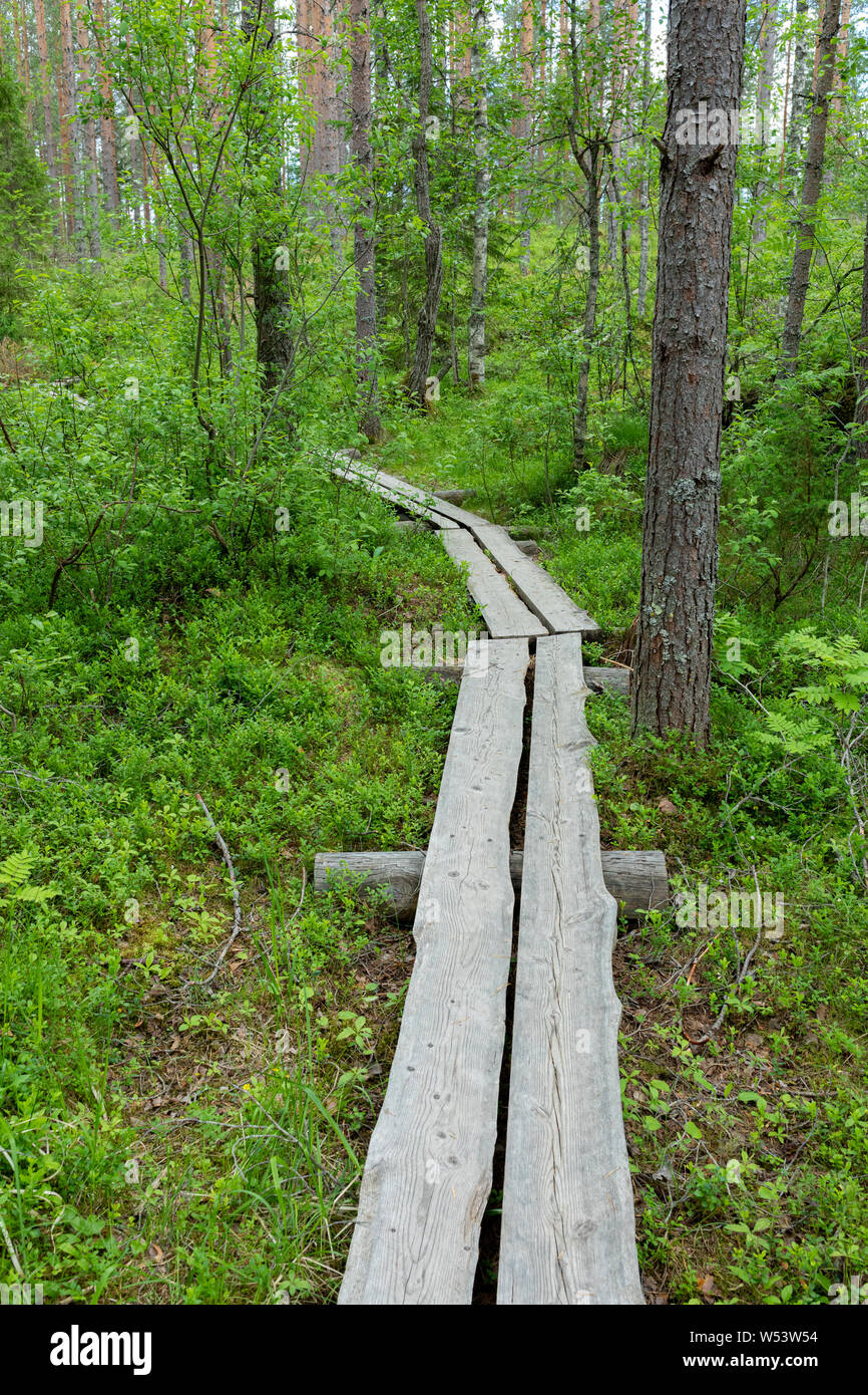 Kleine stabrost Trail im finnischen Wald landschaft Stockfoto