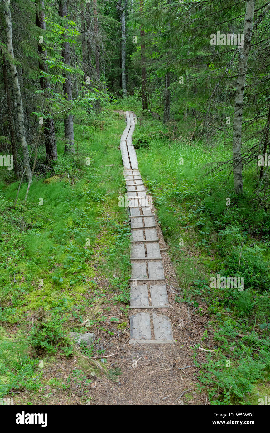 Kleine stabrost Trail im finnischen Wald landschaft Stockfoto