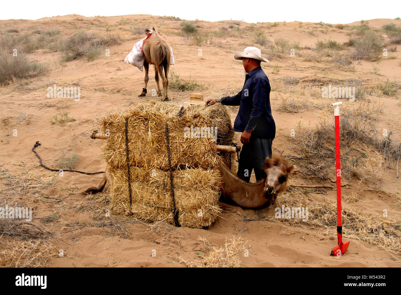 Der 76-jährige Chinese Wang Tianchang arbeitet in der Tengger Wüste an der Hongshui Dorf, Changcheng Township von wuwei Stadt im Nordwesten Chinas Gansu Stockfoto