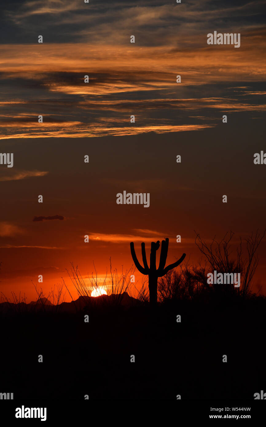 Ein Saguaro Kaktus und Ocotillo während der monsunzeit Sonnenuntergang, Saguaro National Park, Rincon, Sonoran Wüste, Tucson, Arizona, USA. Stockfoto