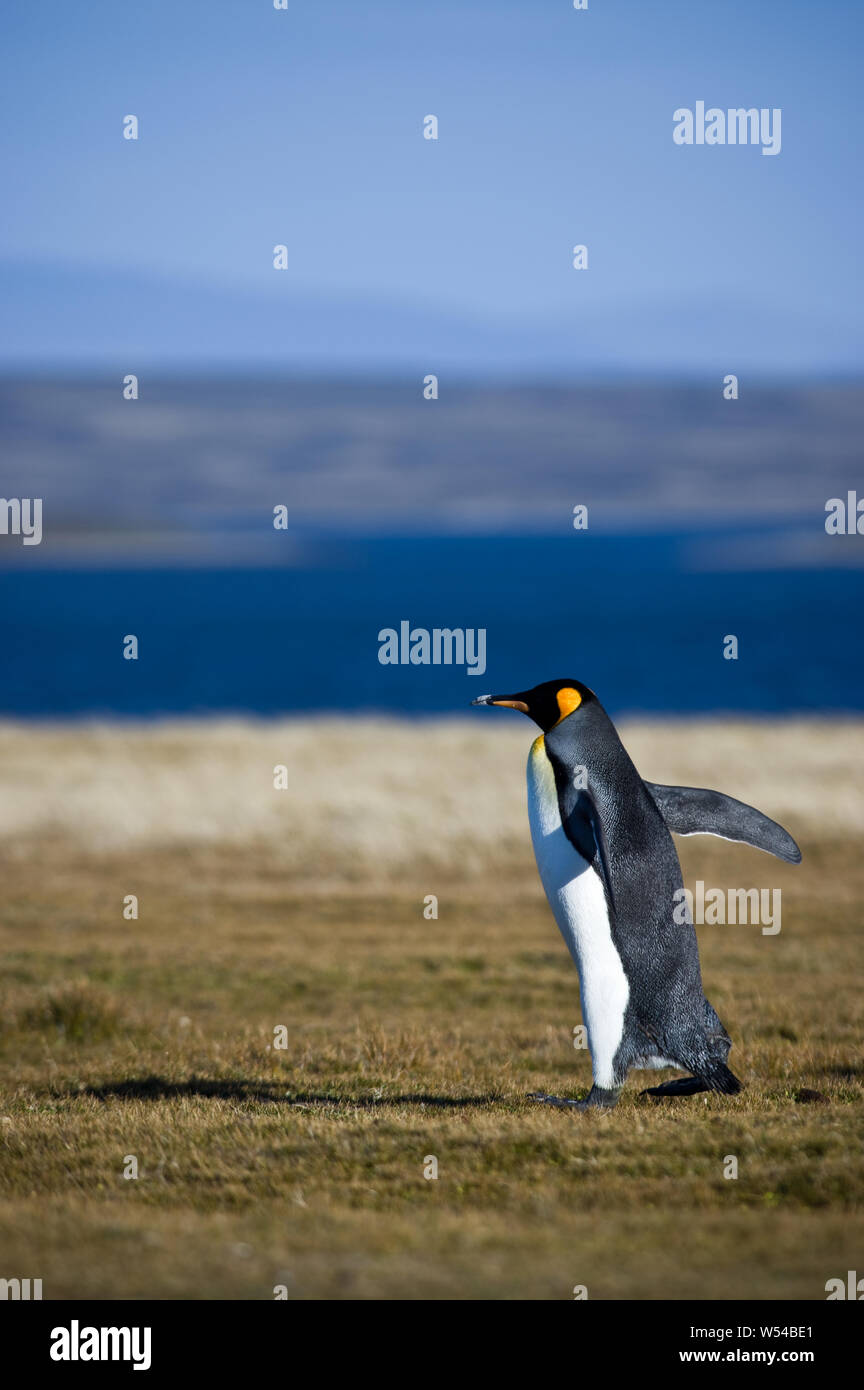 Königspinguin an Volunteer Point, East Falkland. Stockfoto