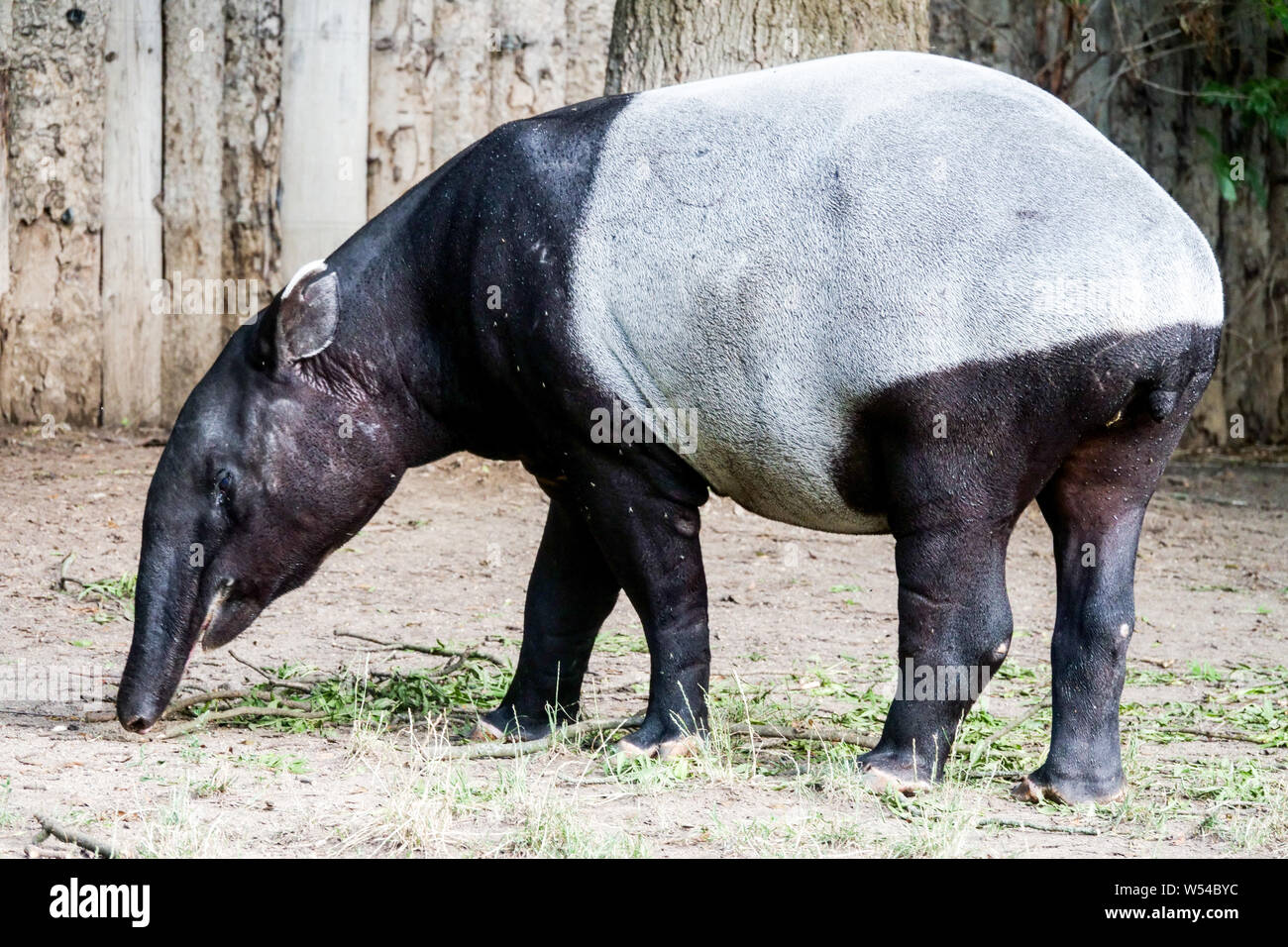 Malayan Tapir, Tapirus indicus Stockfoto