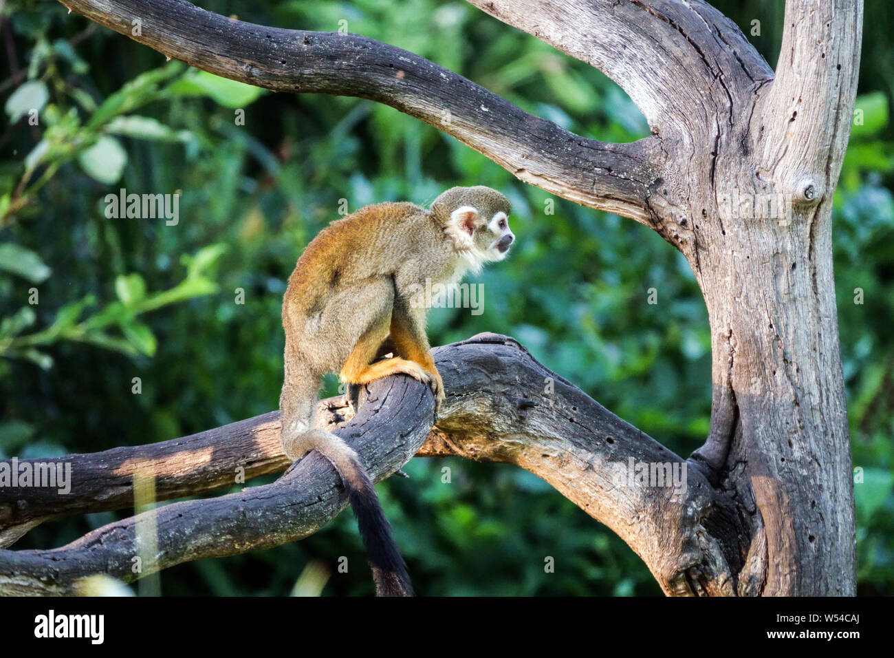 Guianan Totenkopfäffchen, Saimiri sciureus Stockfoto