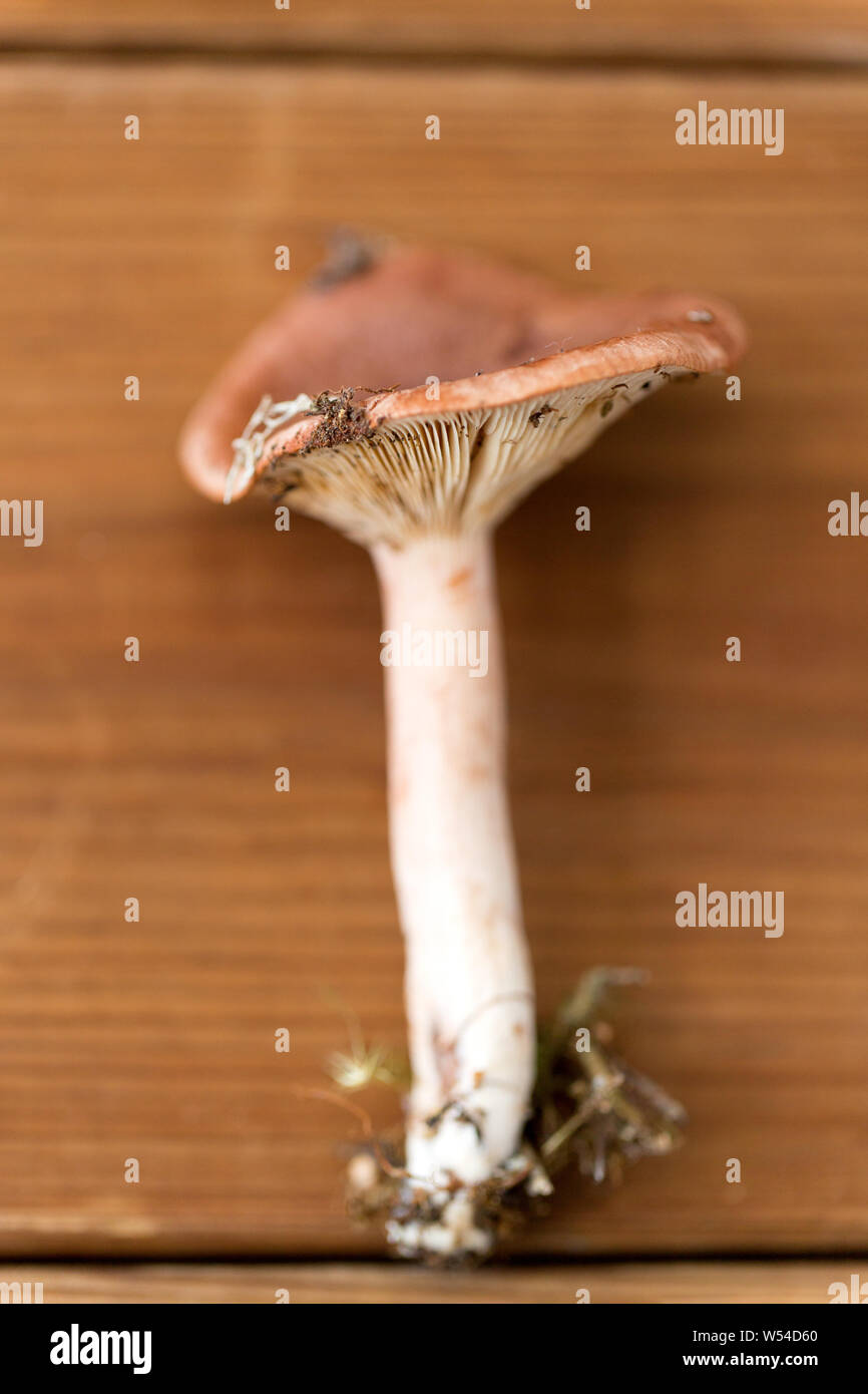 Lactarius rufus Pilz auf Holz- Hintergrund Stockfoto