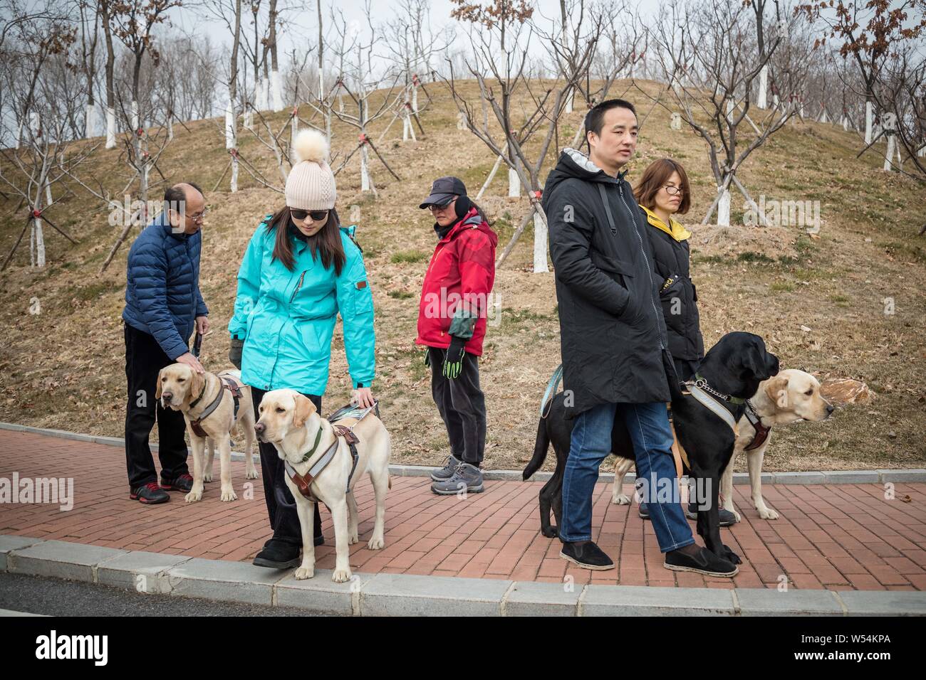 Chinesischen Führer Hundetrainer Wang Xin, Mitte, die mit einem Doktorat in Psychologie an einer Universität in Japan studiert, beauftragt von den Blinden zu w Spaziergang Stockfoto