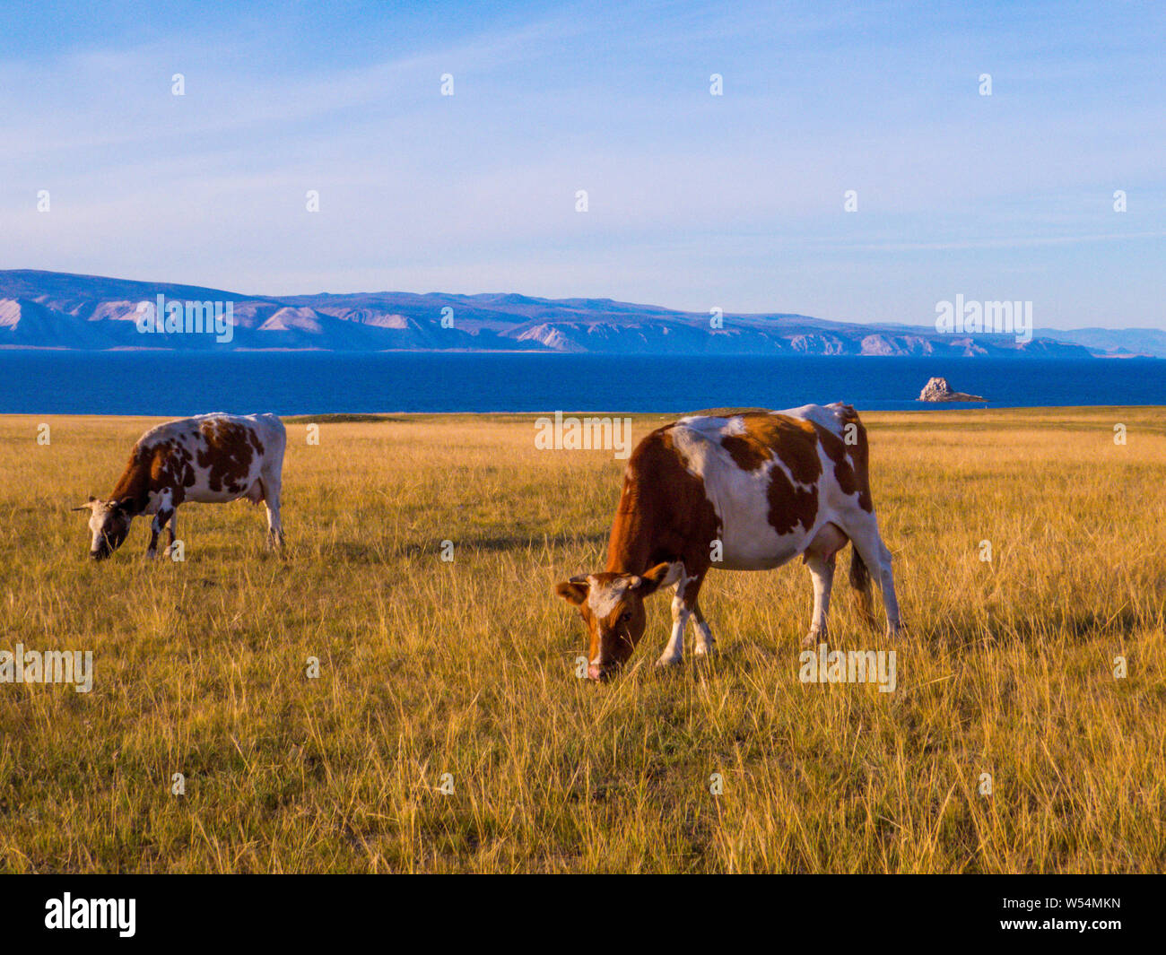 Kühe auf der Insel Olchon, Baikalsee, Sibirien, Russland Stockfoto