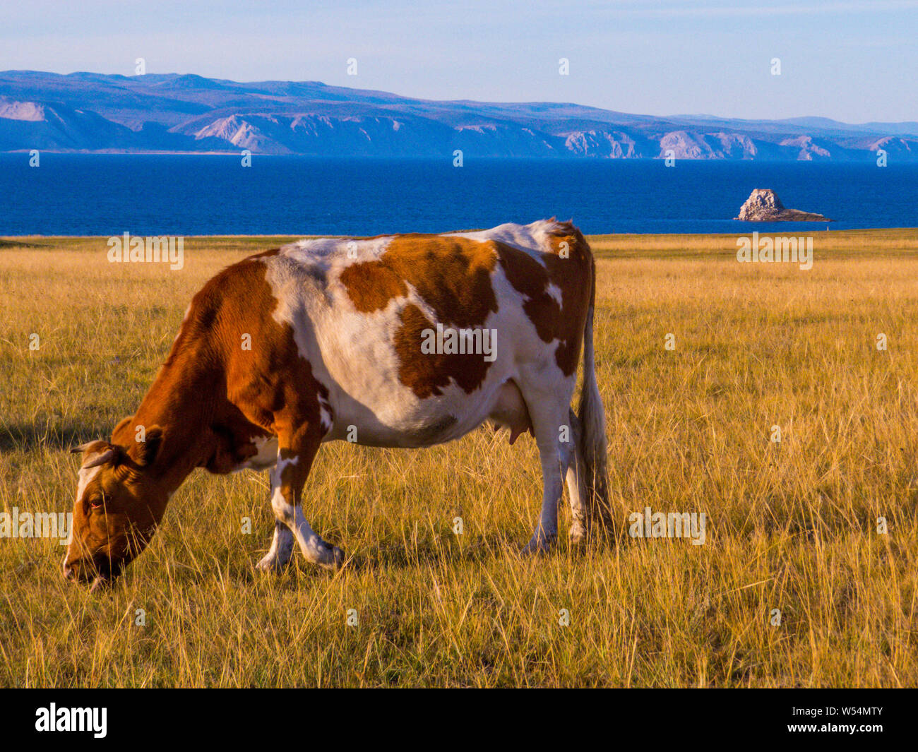 Kuh auf der Insel Olchon, Baikalsee, Sibirien, Russland Stockfoto