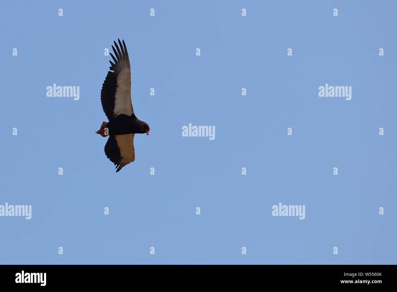 Gaukler Terathopius ecaudatus/Sie/ Stockfoto