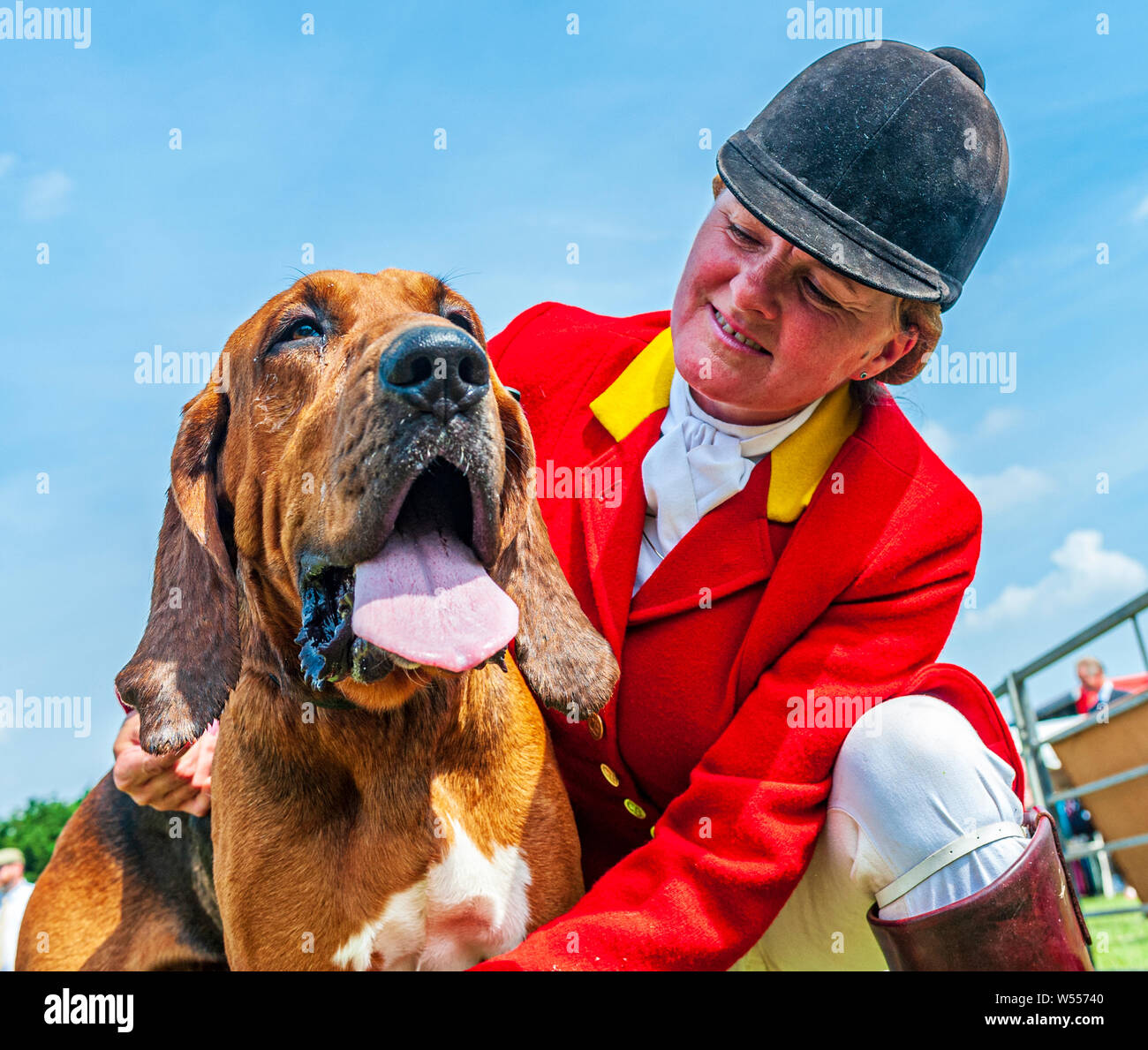 Festival von Jagd, von Peterborough. Ein Bloodhound, von der Cranwell Bluthunde, mit einem Der whippers In im Ring Stockfoto