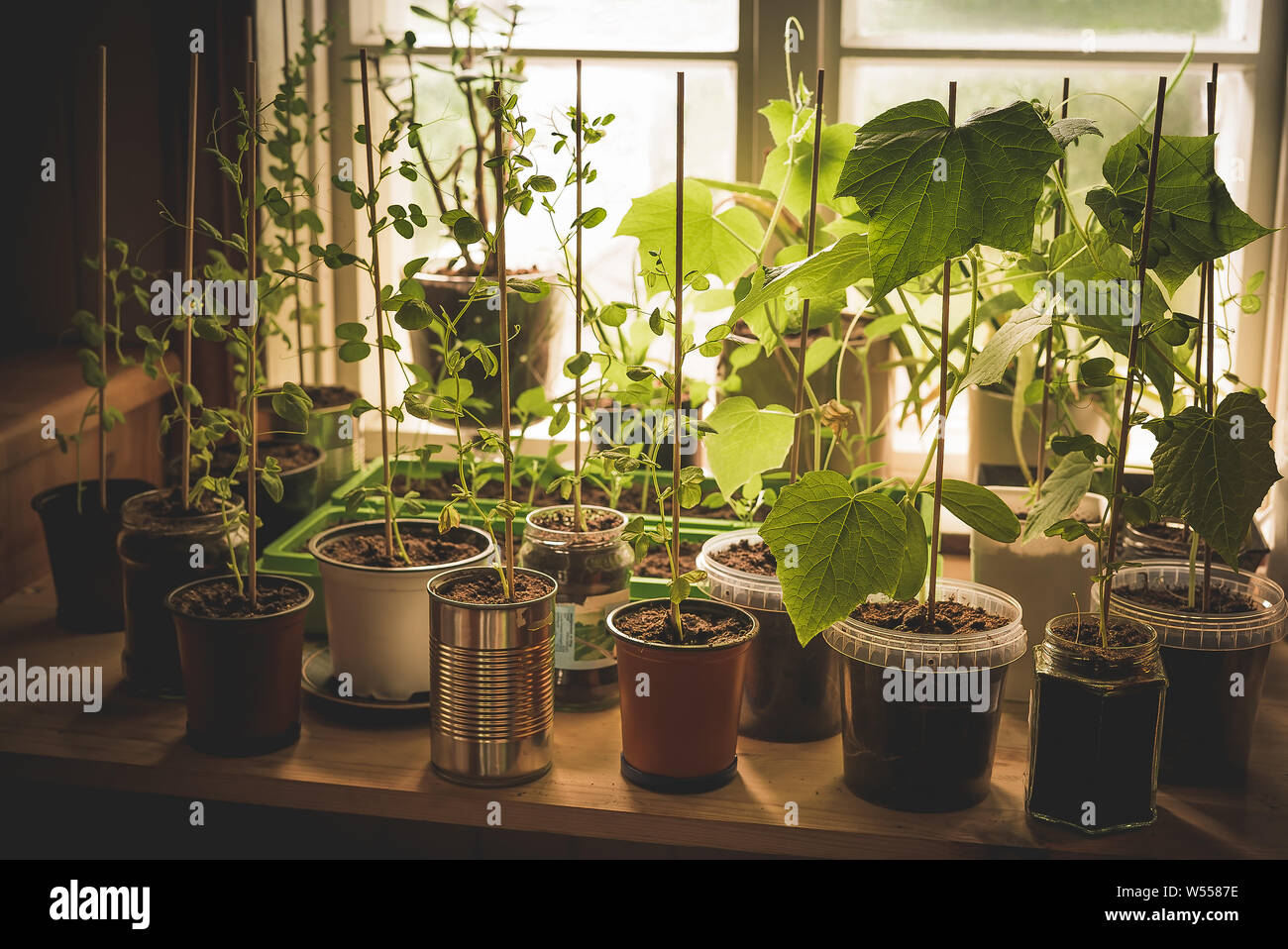 Eine Küche - Garten mit organischen, homegrown junge Gemüse pflanzen von Gurken, Zuckerschoten und Pfeffer in verschiedenen wiederverwendet Potts auf Küche wächst Stockfoto