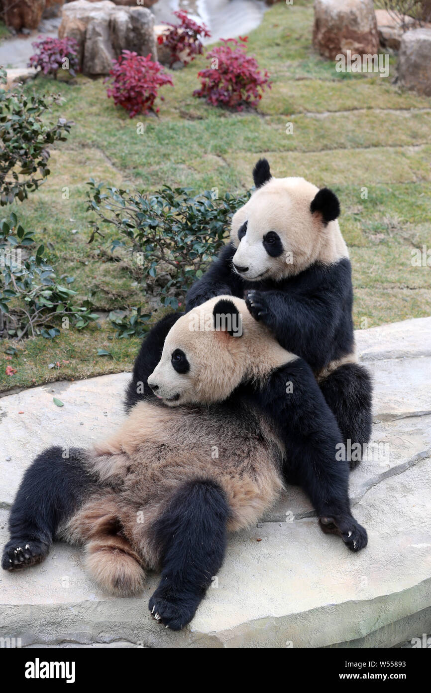 Der Panda Zwillinge 'Xinghui' und 'Xingfan" spielen sie zusammen, wie sie der Öffentlichkeit zum ersten Mal nach dem Einfahren in Nantong in der nantong Wald Stockfoto