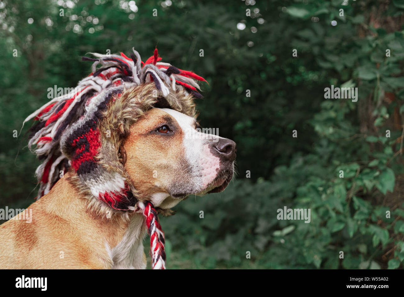 Schöner Hund in einem lustigen Bomber hat im Freien. Held geschossen von einem niedlichen Staffordshire Terrier im Wald Stockfoto