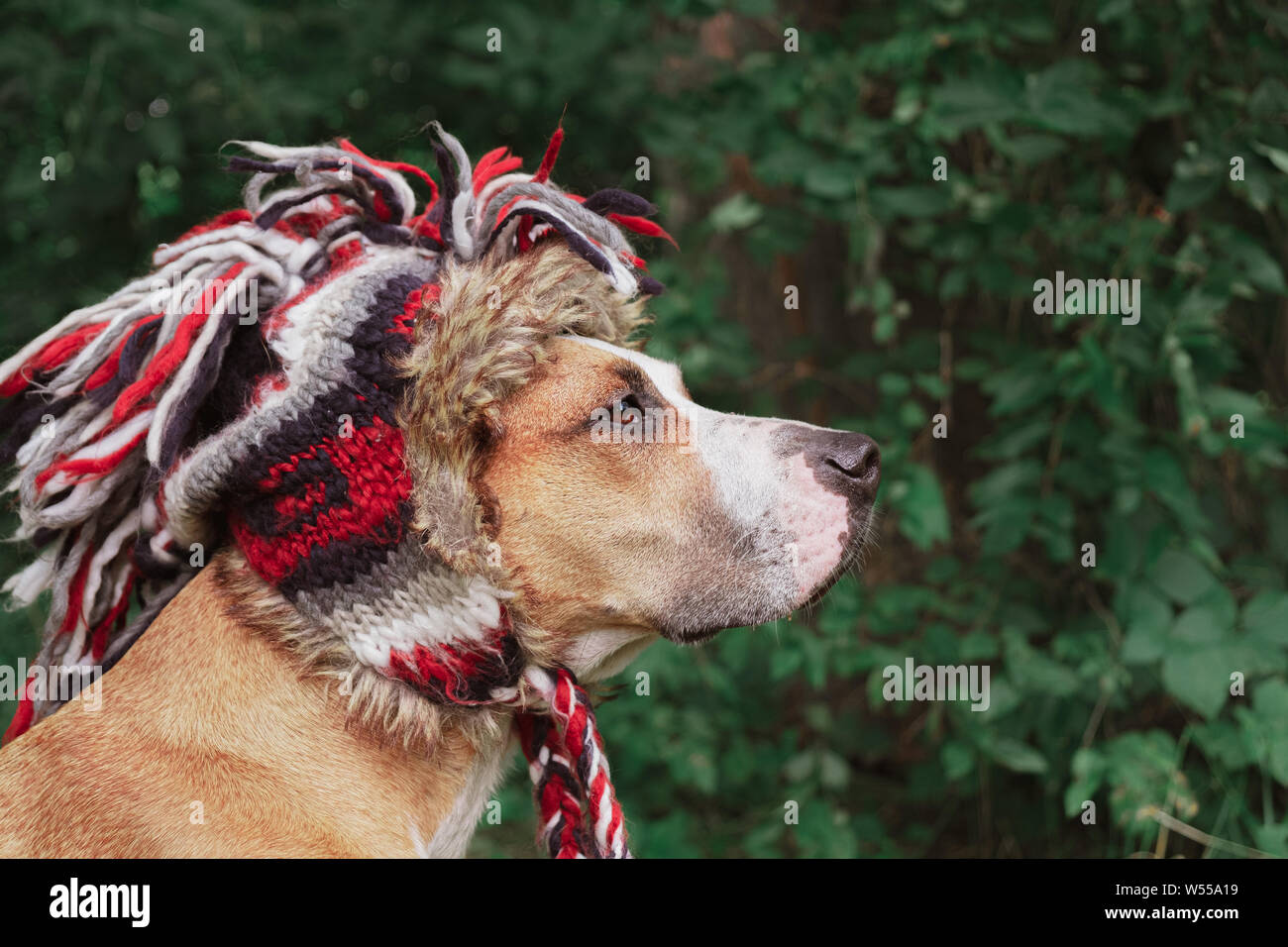 Schöner Hund in einem lustigen Bomber hat im Freien. Porträt einer niedlichen Staffordshire Terrier im Wald, Seitenansicht Stockfoto