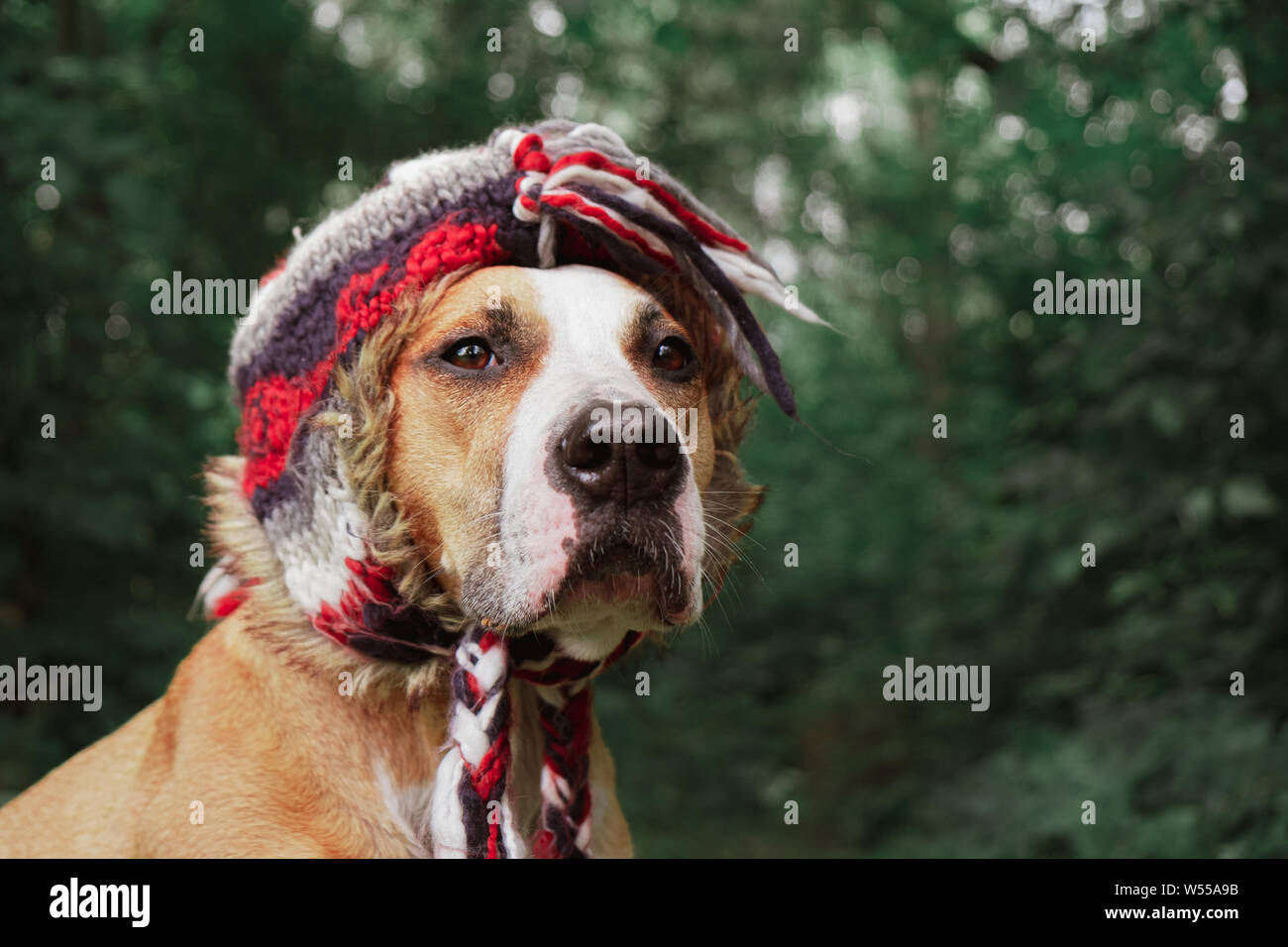 Schöner Hund in einem lustigen Hut im Freien. Held geschossen von einem niedlichen Staffordshire Terrier im Wald Stockfoto