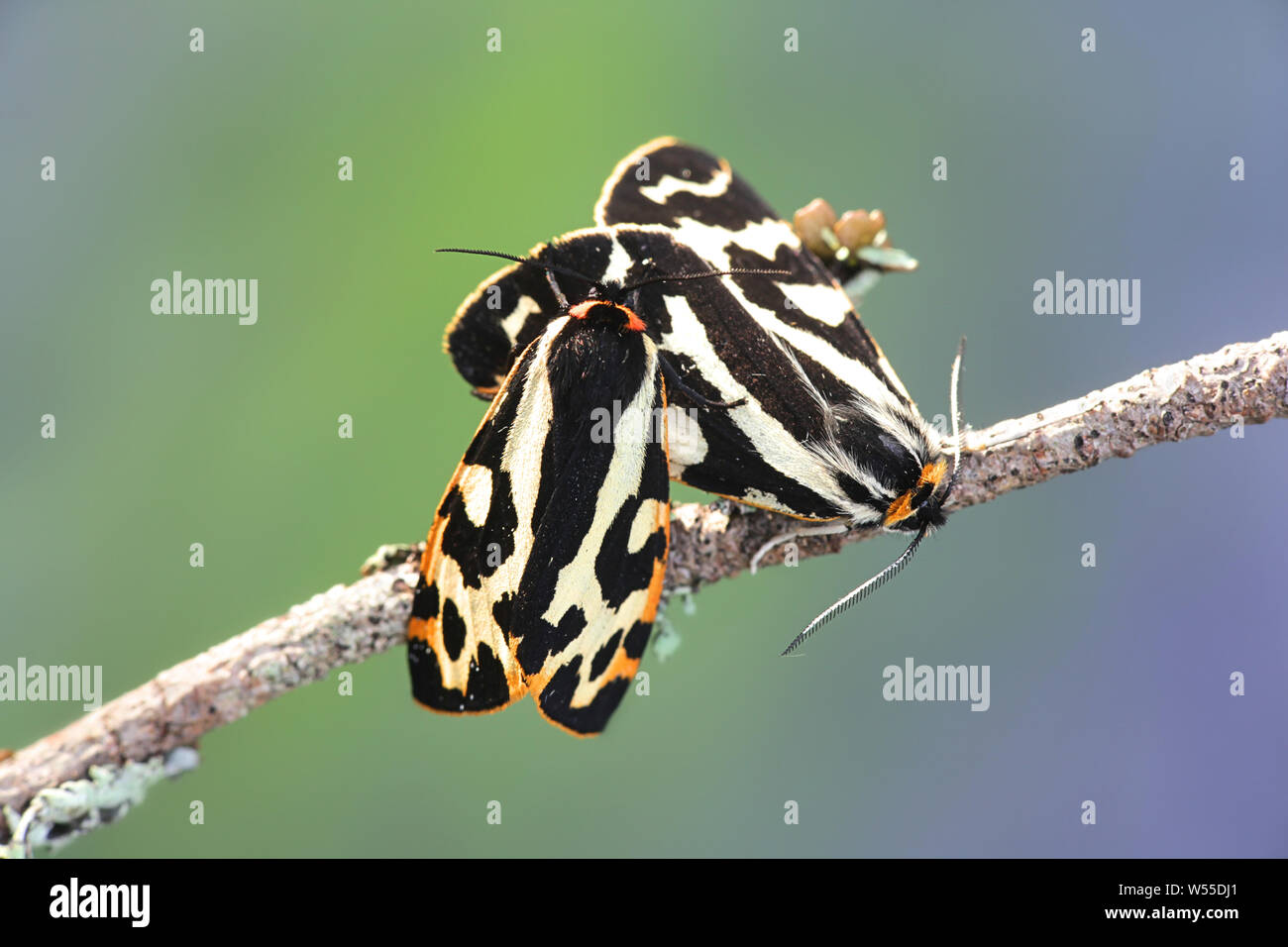 Parasemia plantaginis, bekannt als das Holz Tiger, ein Schmetterling aus der Familie Erebidae Stockfoto