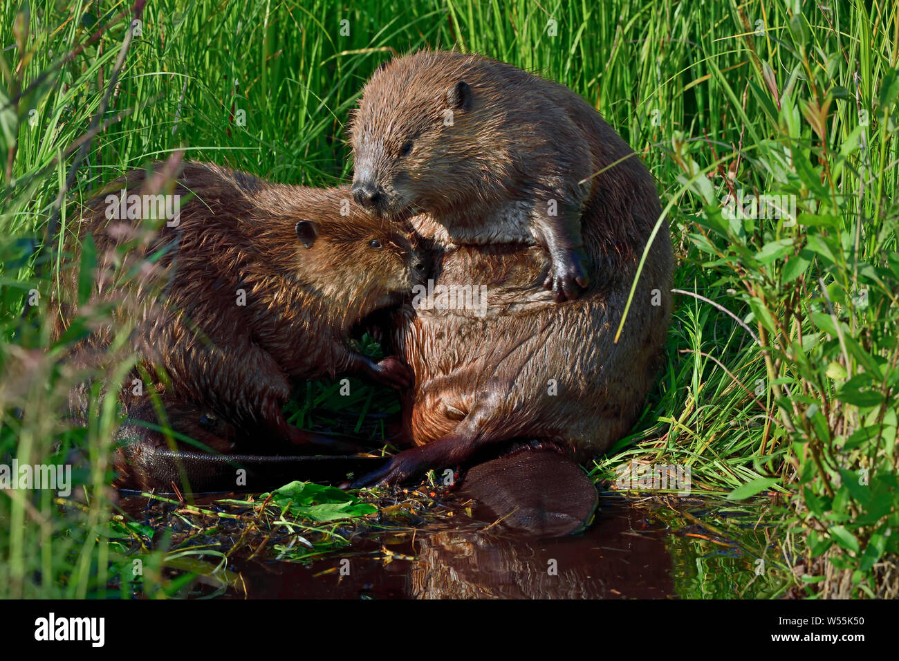 Zwei Biber 'Castor canadensis', begrüßen und pflegen sich an einem abgelegenen Ort in ihrem Biberteich. Stockfoto