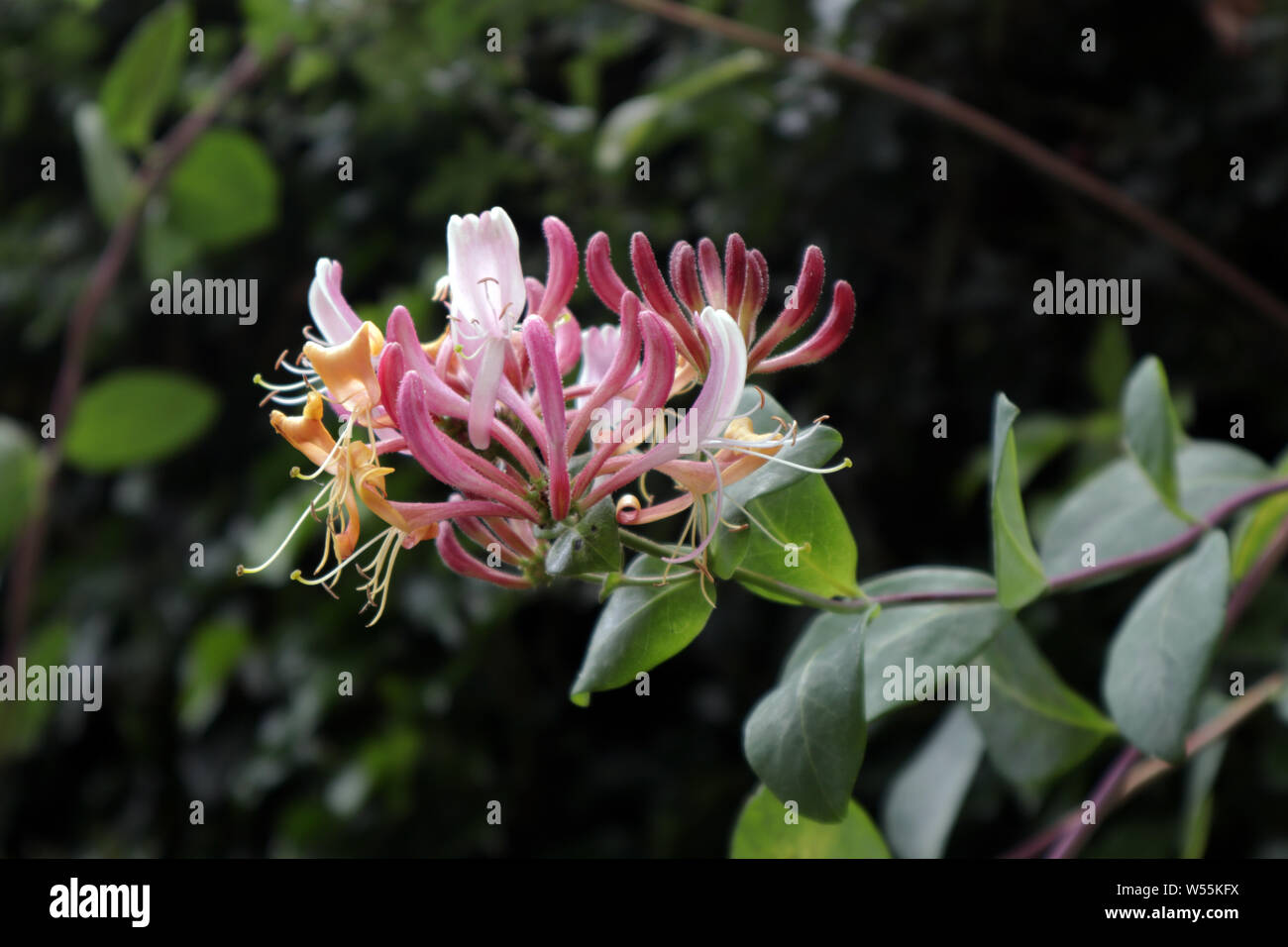 Geißblatt Blüten wachsen in eine Hecke Stockfoto