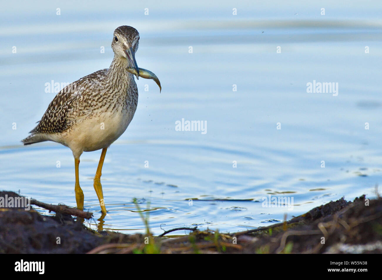Eine größere yellowlegs' Tringa Lalage', das Waten im seichten Wasser am Rande des Sumpfes Teich in ländlichen Alberta Kanada walzenhöhen ein kleiner Fisch in Hi Stockfoto