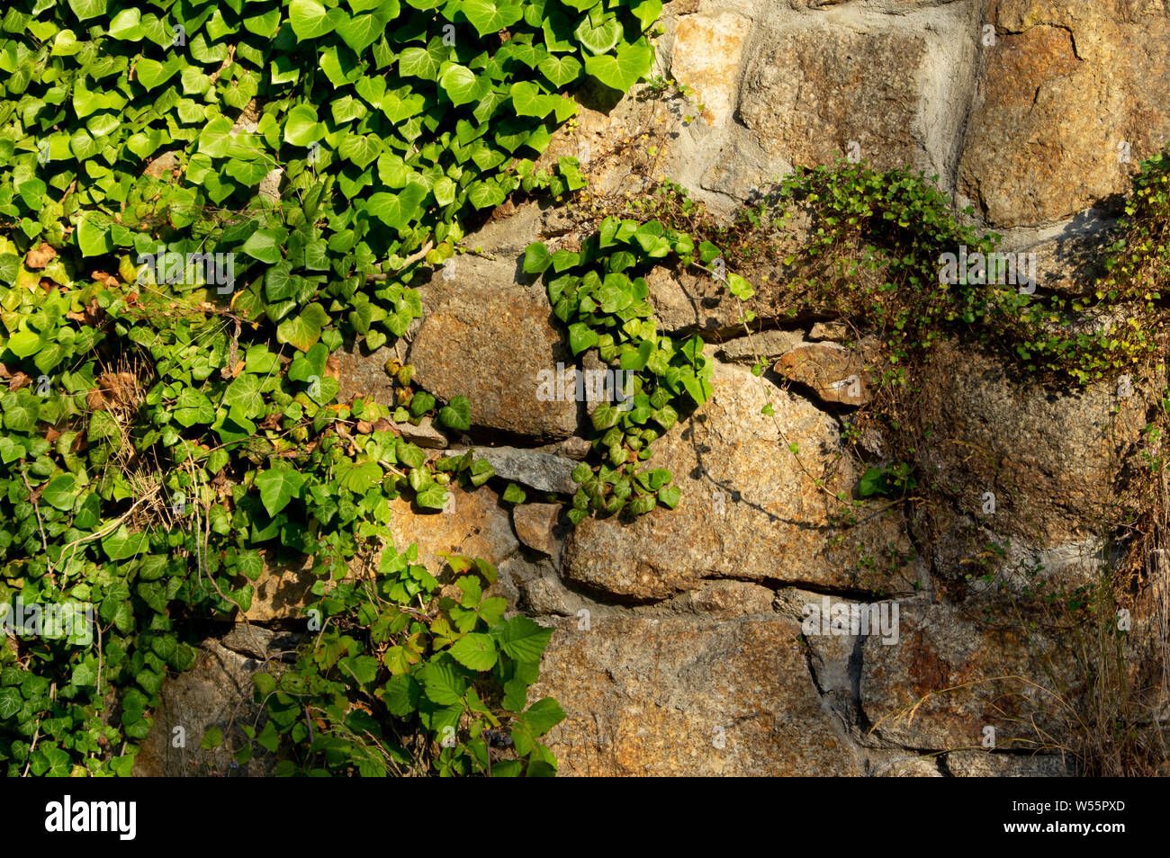 Wand von unregelmäßigen gehauenen Steinen mit Efeu bewachsen im warmen Morgenlicht. Stockfoto