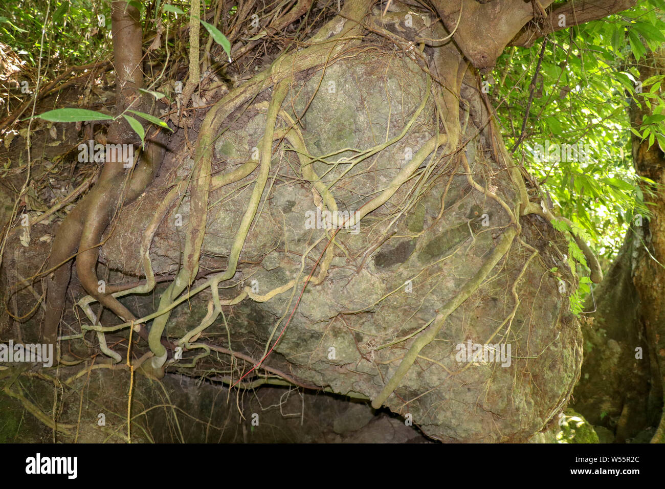 Riesige Felsbrocken mit tropischen Baumwurzeln überwuchert. Pine Tree Wurzeln auf Stein. Ein Baum wächst auf einem großen Felsen mit seinen Wurzeln erreichen Stockfoto