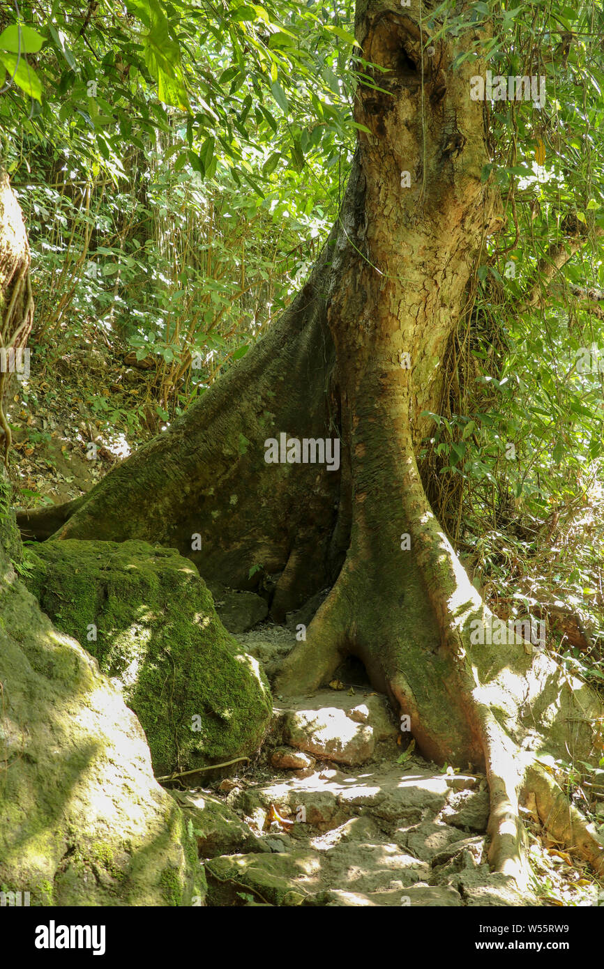Abstrakte Aussehen der tropischen Baum Stamm und seltsame Form von flachen Wurzeln über dem Boden. Dichten Regenwald und extremen Gelände. Die Sonnenstrahlen. Stockfoto