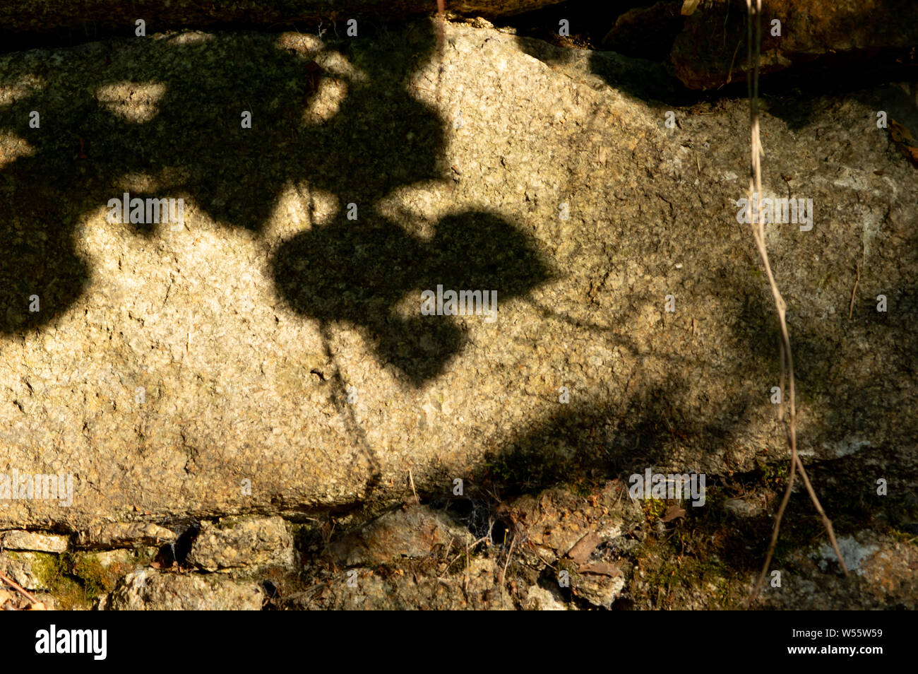 Schatten der Blätter auf einer alten Mauer von unregelmäßigen Steinen in der warmen Morgensonne Stockfoto