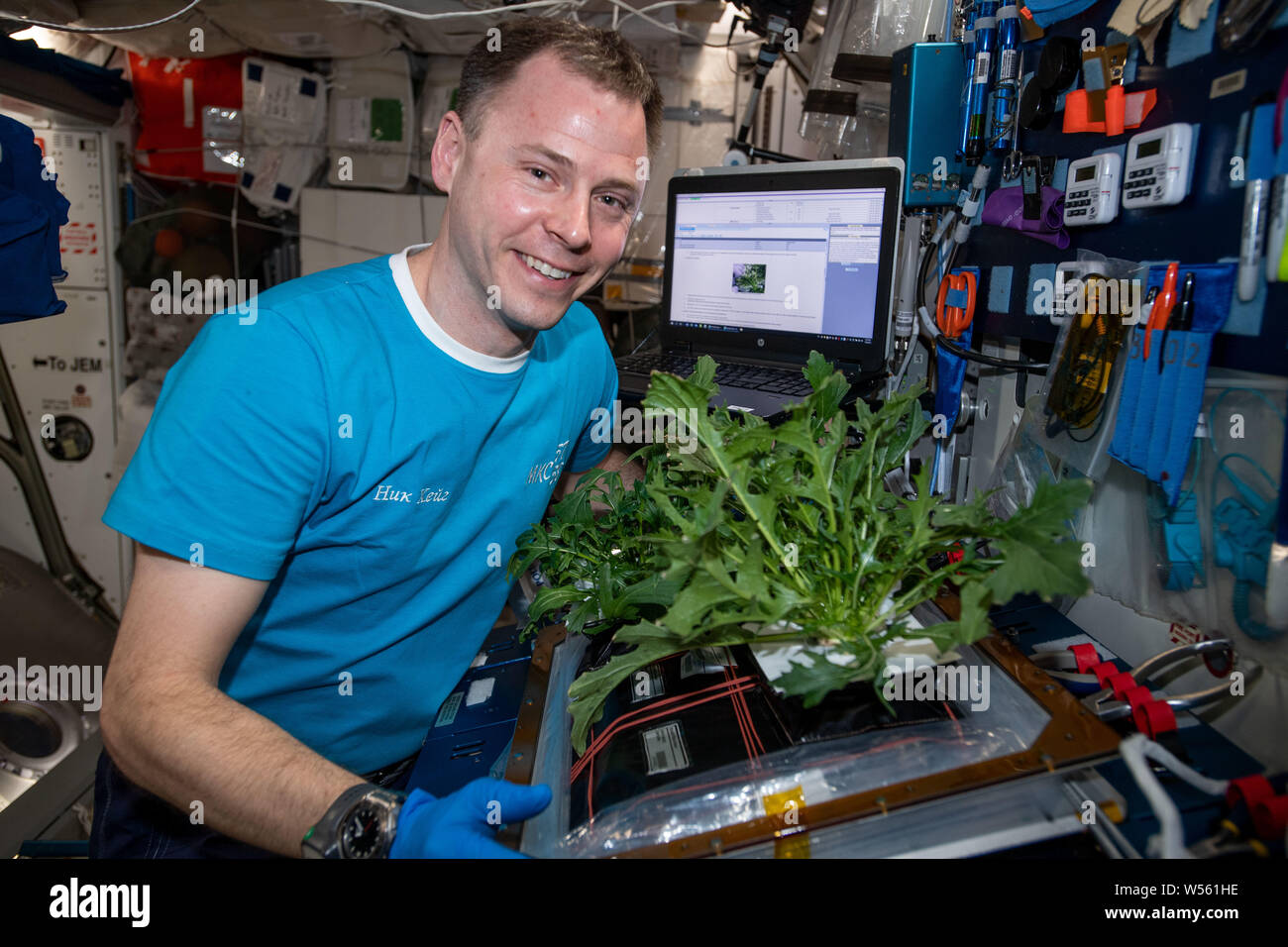 Internationale Raumstation ISS Expedition 60 Flight Engineer Nick Haag der NASA ernten Mizuna Senfgrüns für die VEG-04 Botanik Studie, die die Lebensfähigkeit der wachsenden frische Lebensmittel im Raum ist Astronauten auf die Unterstützung der Missionen Juli 9, 2019 in der Erdumlaufbahn. Station Crew den Salat - Typ Pflanzen holen nach 28 Tagen Wachstum, einige Proben zur Analyse und Geschmack Verstauen der rest Test. Stockfoto
