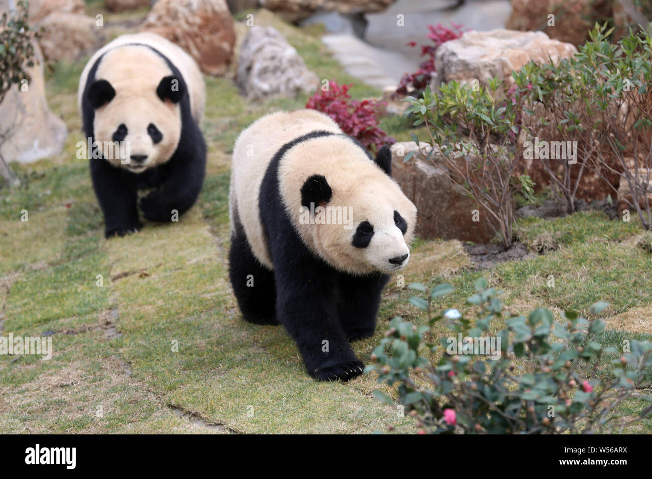 Der Panda Zwillinge 'Xinghui' und 'Xingfan" spielen sie zusammen, wie sie der Öffentlichkeit zum ersten Mal nach dem Einfahren in Nantong in der nantong Wald Stockfoto